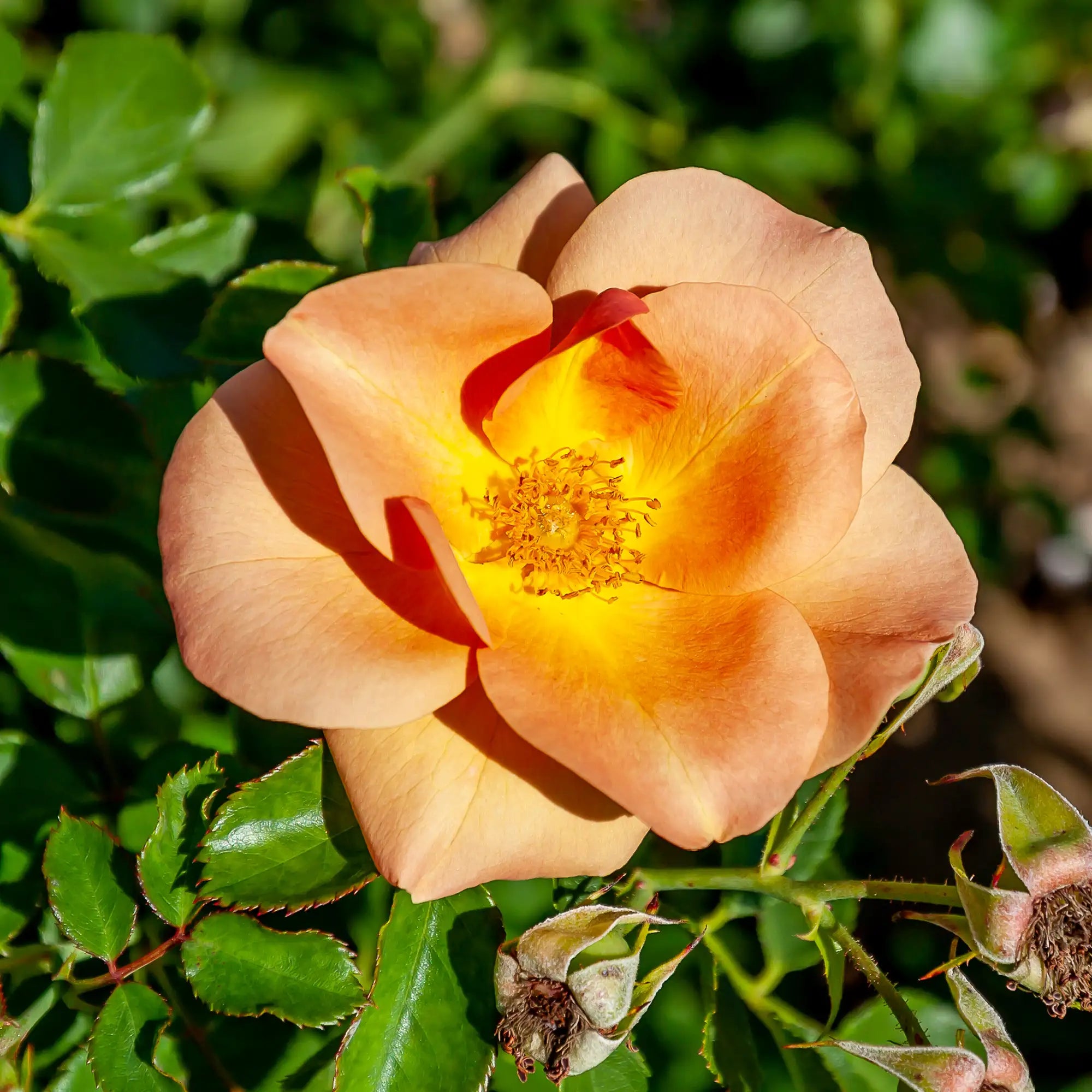 'Chinook Sunrise' Landscape Shrub Rose