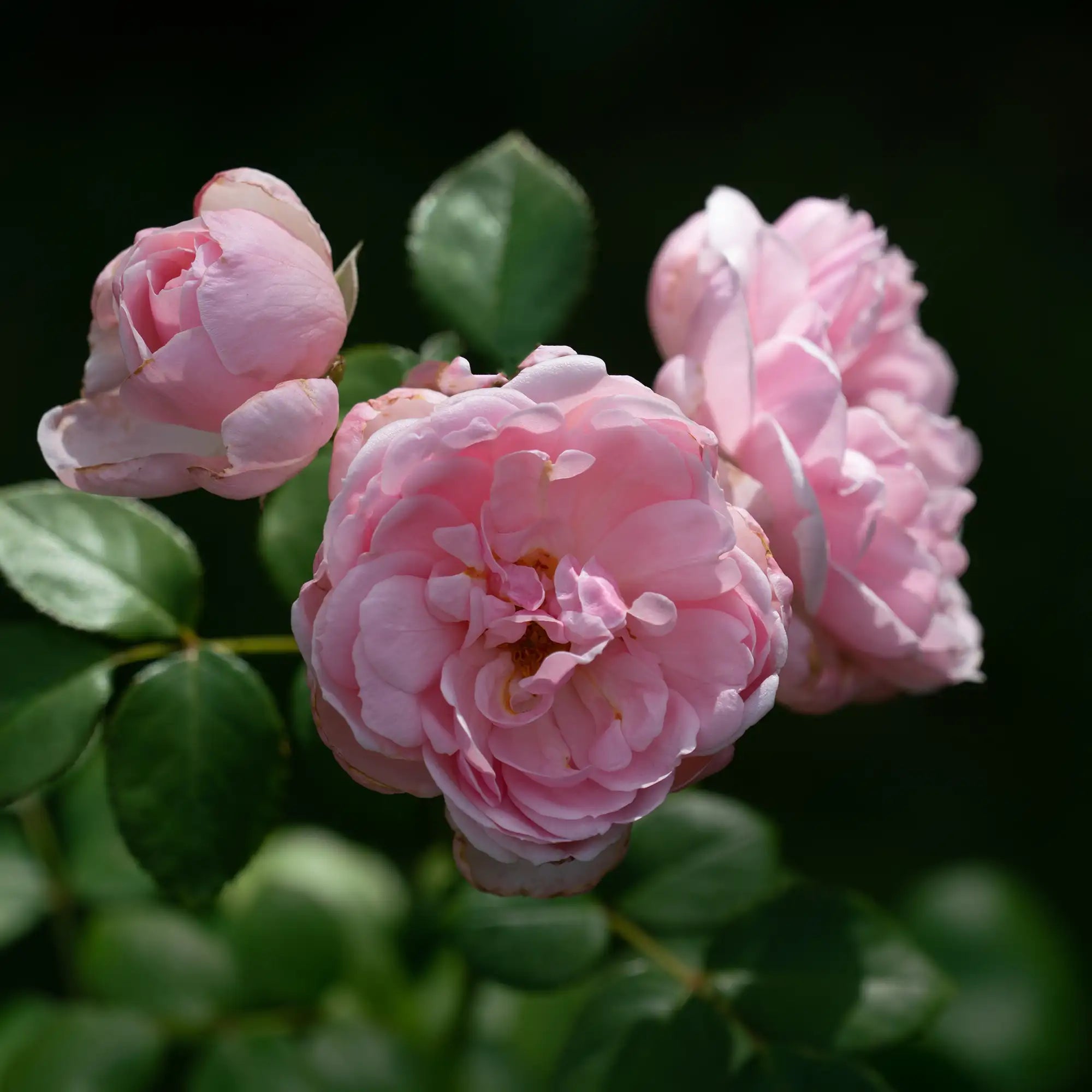 'Cinderella Fairytale' Floribunda Rose