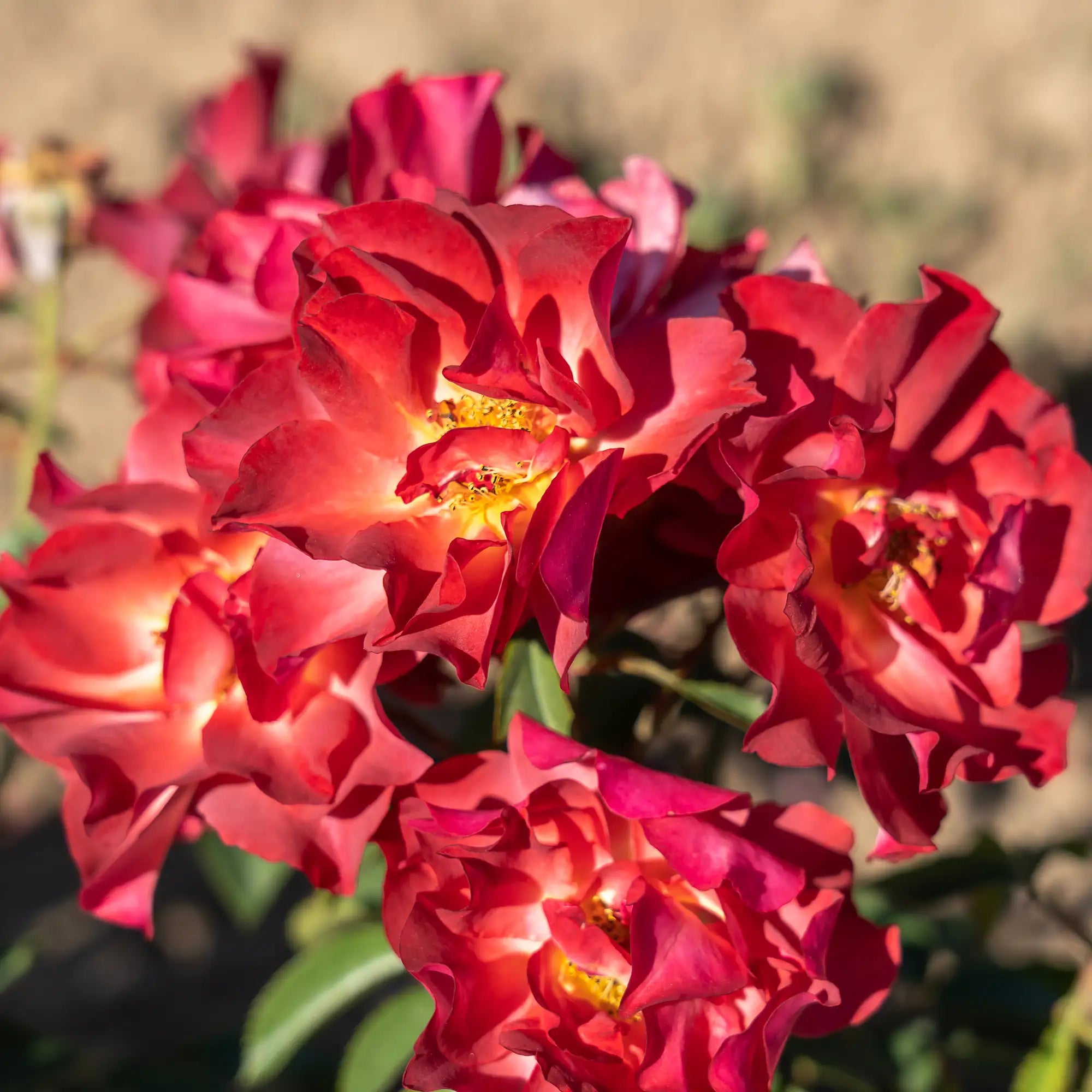 'Cinquo de Mayo' Floribunda Rose