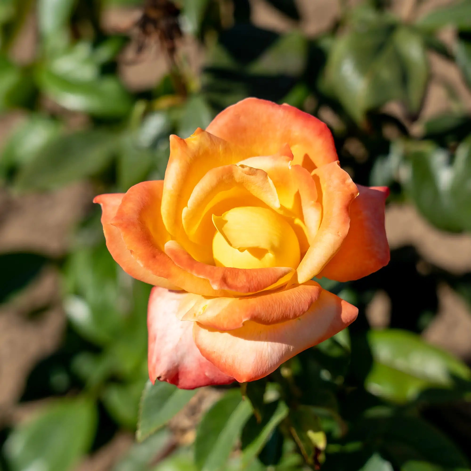 'City of Welland' Hybrid Tea Rose