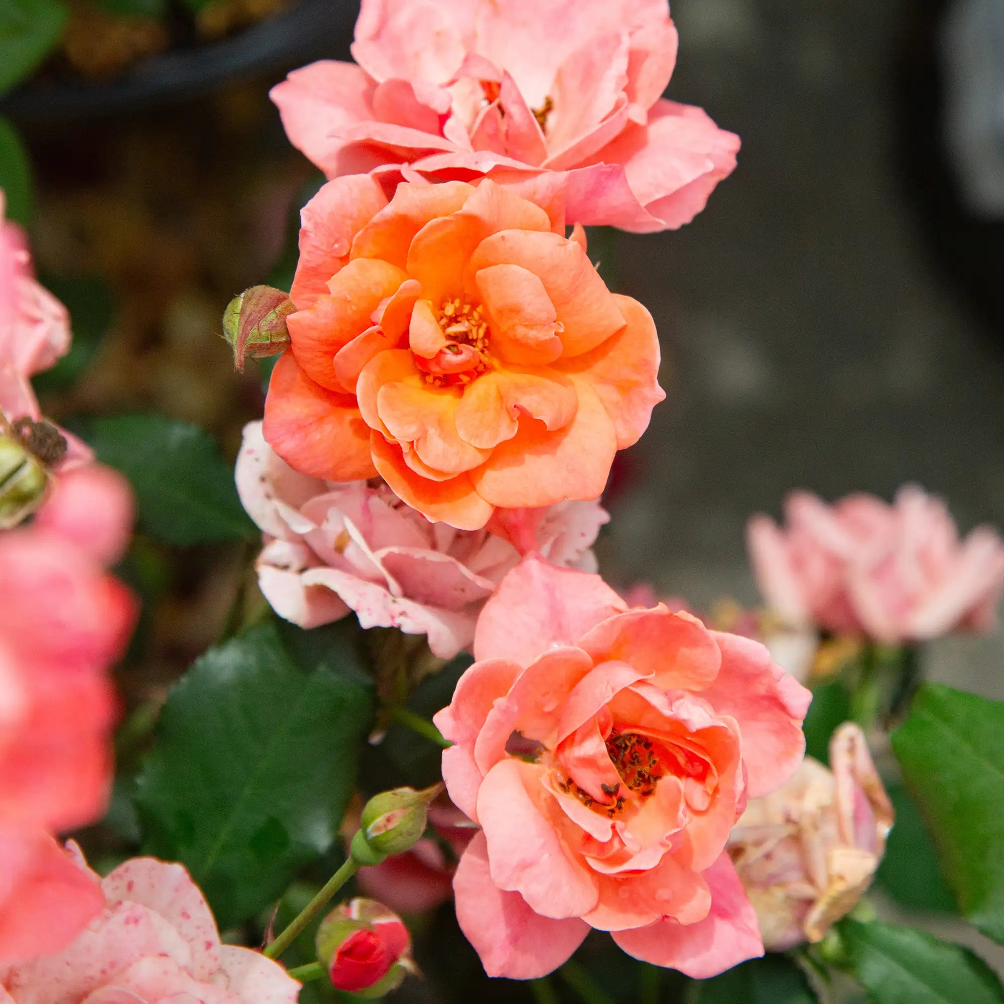 'Knock Out® Coral' Landscape Shrub Rose
