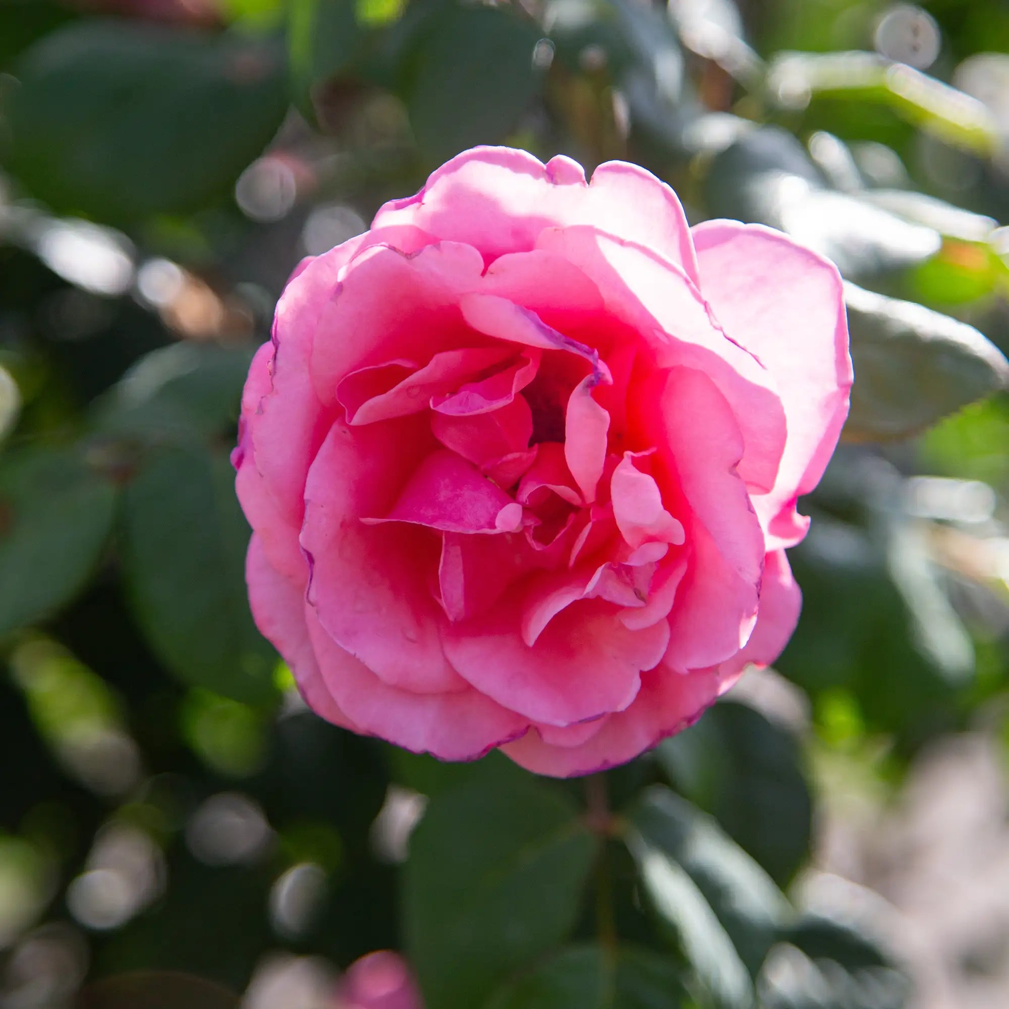 'Dee-Lish' Hybrid Tea Rose