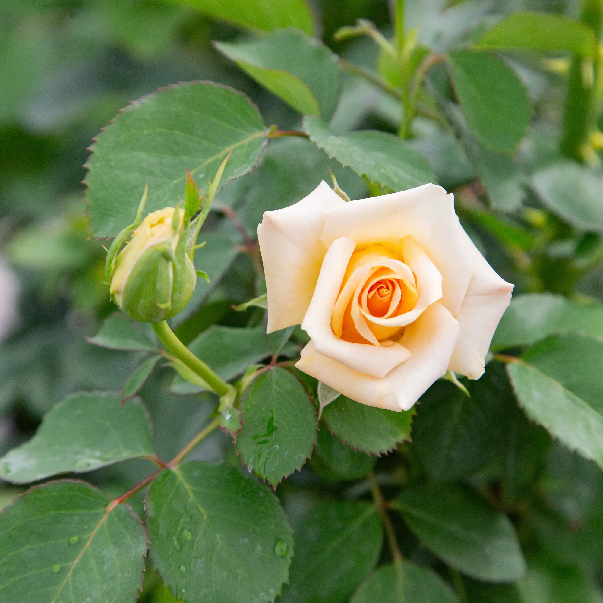 'Devotion' Hybrid Tea Rose