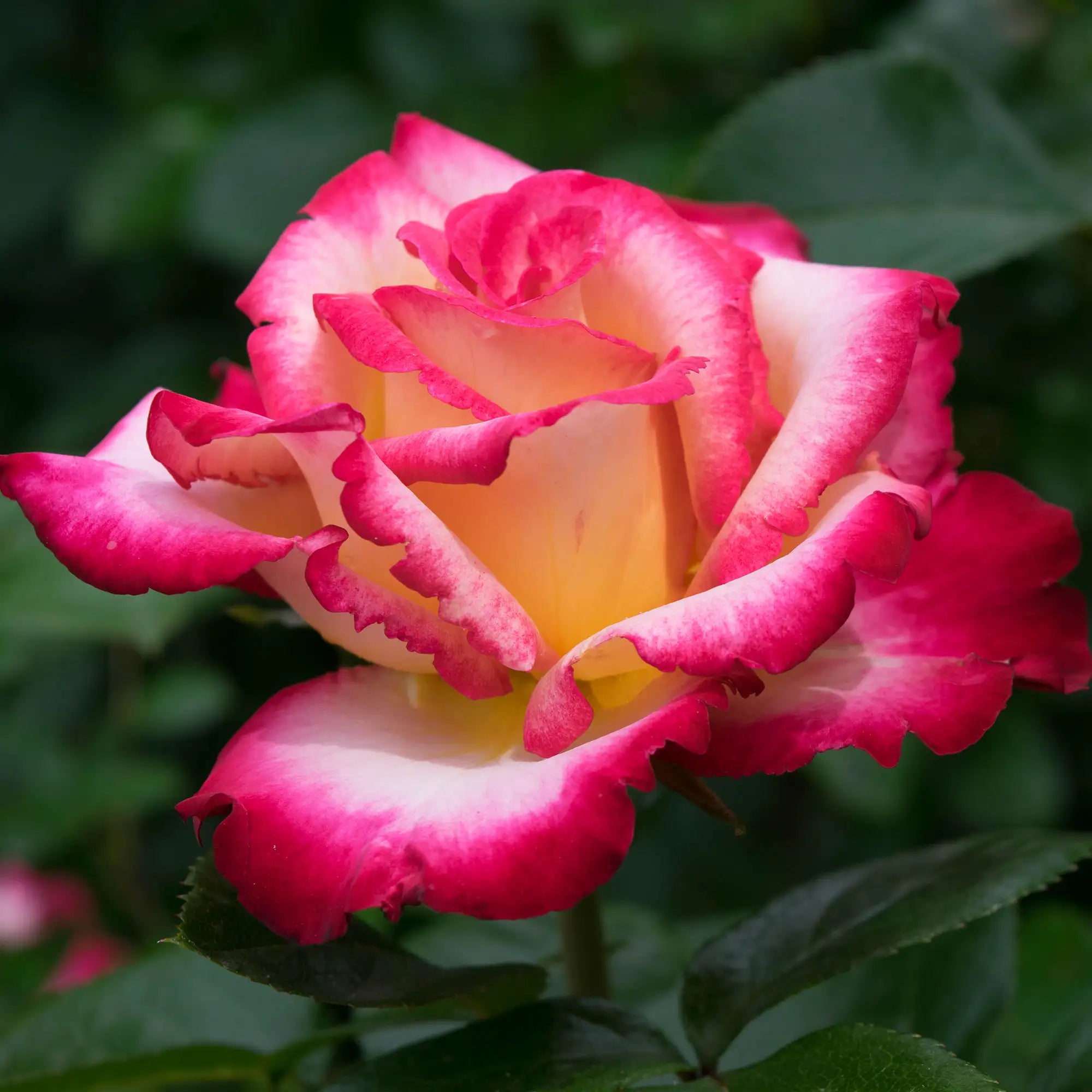 'Dick Clark' Grandiflora Rose