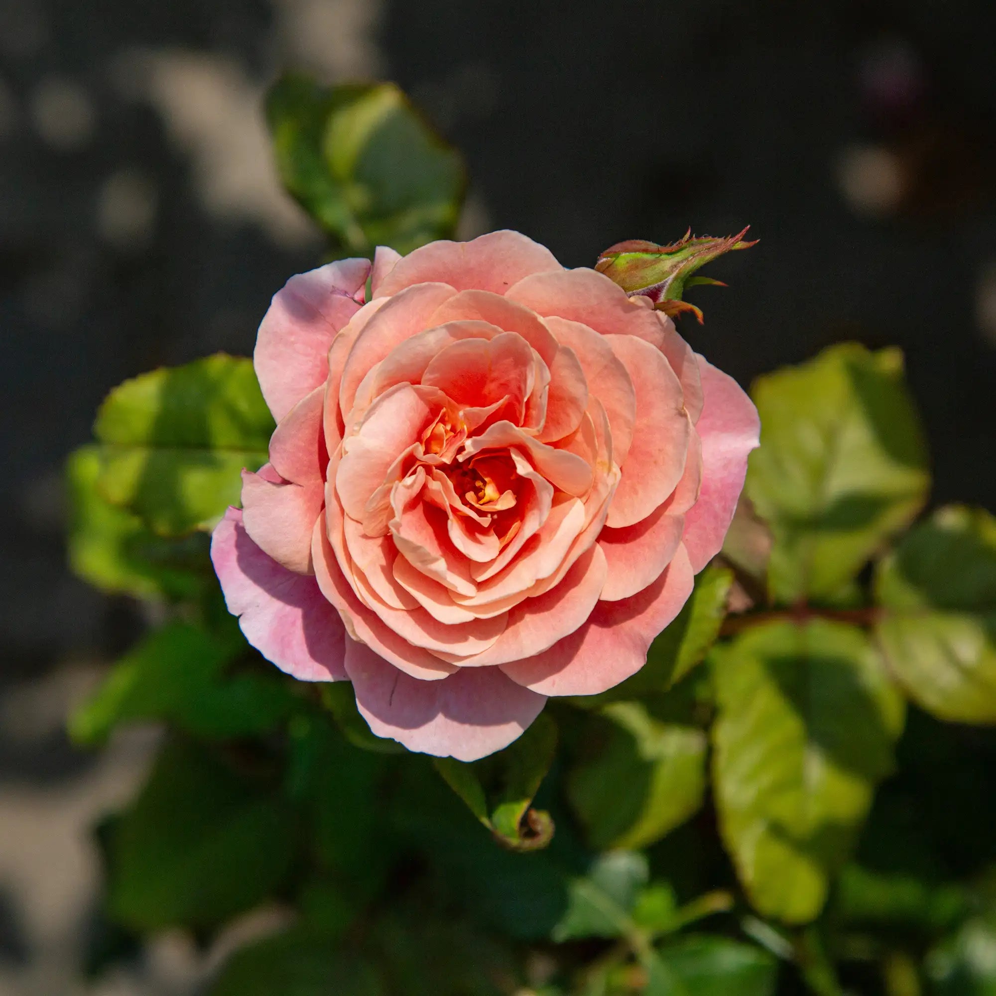 'Distant Drums' Landscape Shrub Rose