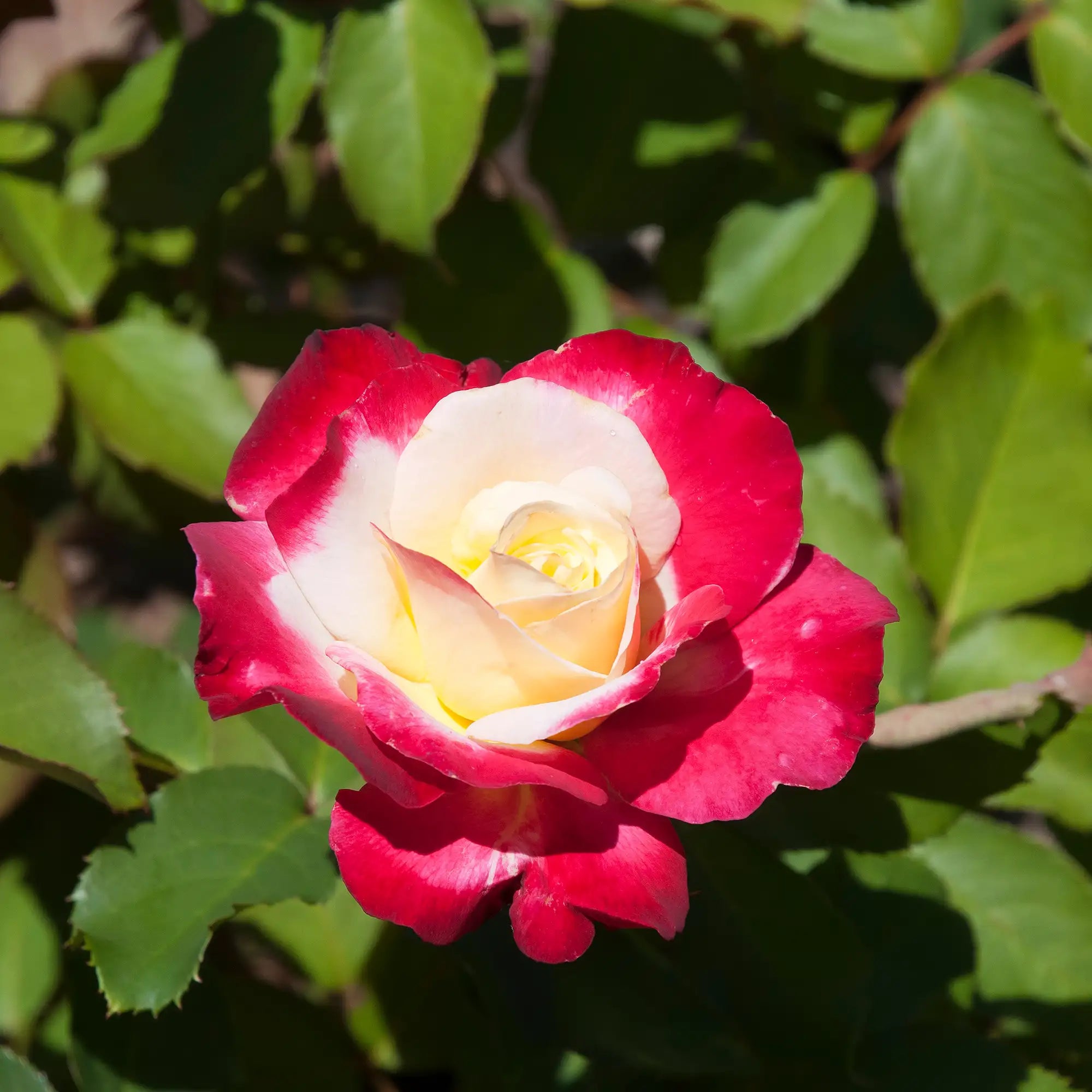 'Double Delight' Hybrid Tea Rose