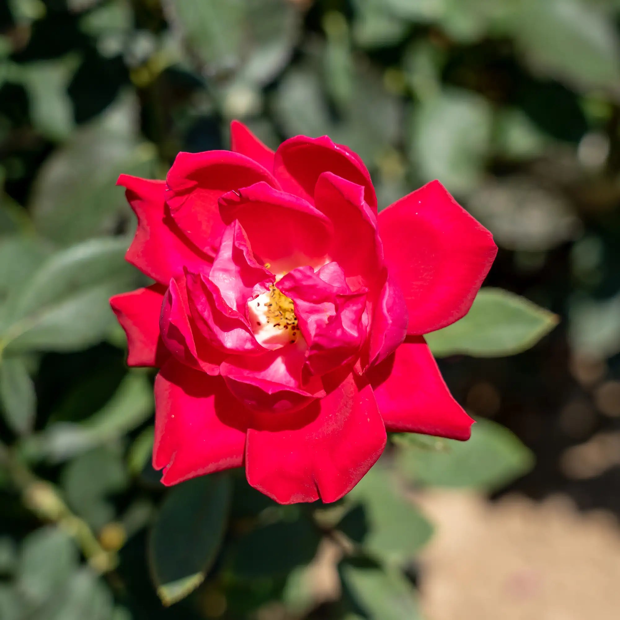 'Knock Out® Double' Landscape Shrub Rose