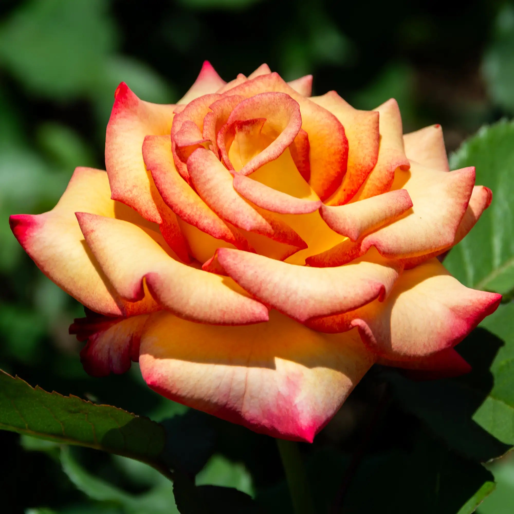 'Dream Come True' Grandiflora Rose
