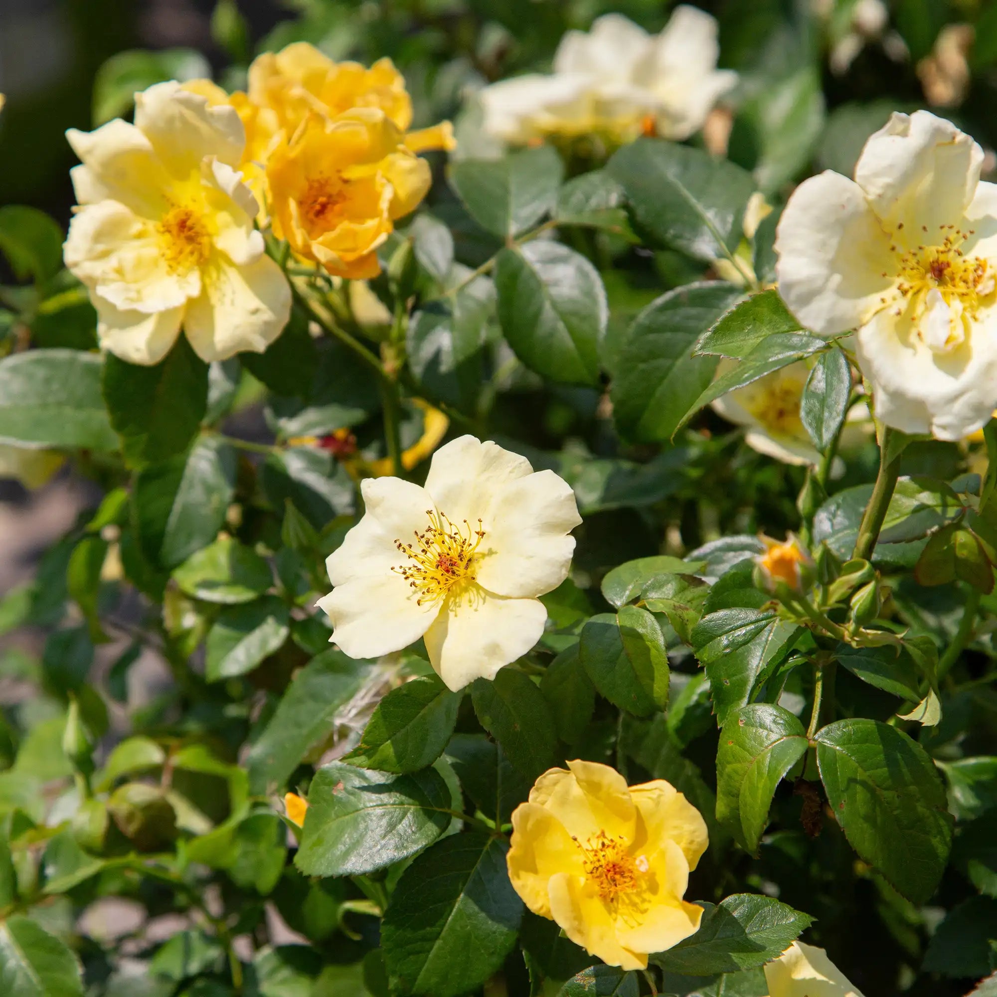 'Knock Out® Easy Bee-zy' Landscape Shrub Rose