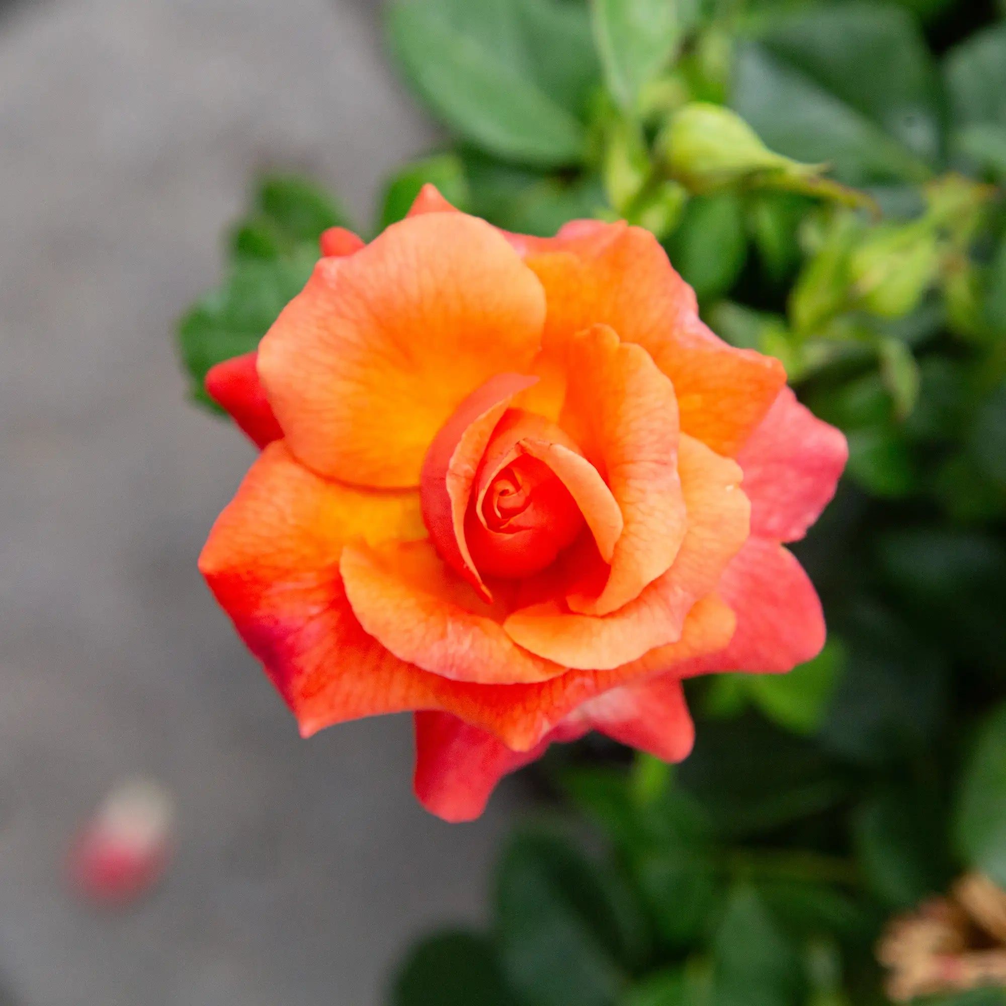 'Easy Does It' Floribunda Rose