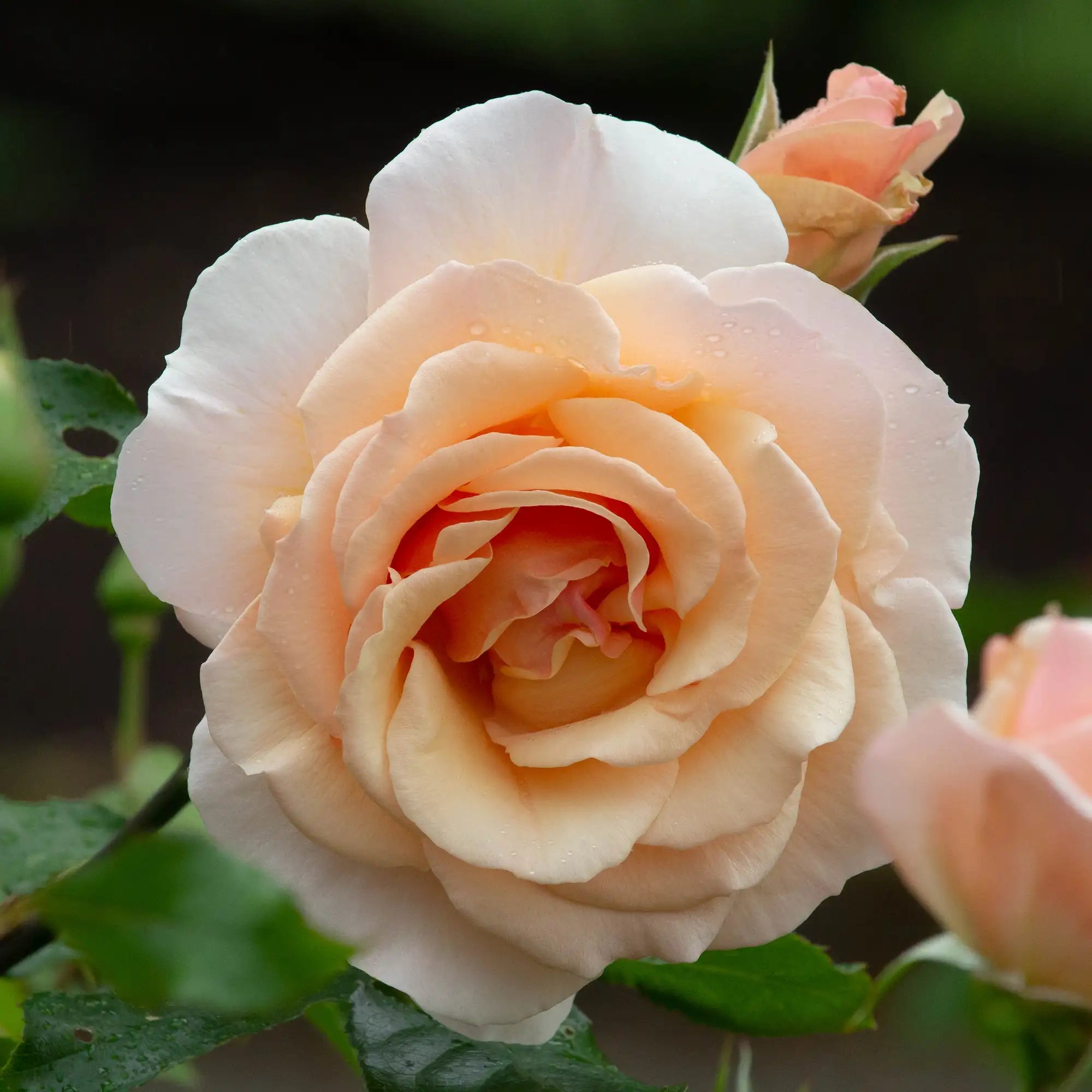 'Easy Going' Floribunda Rose