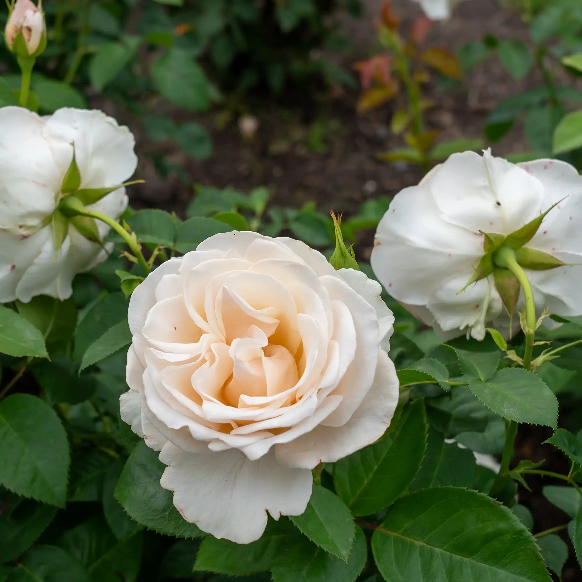 'Easy Spirit' Floribunda Rose