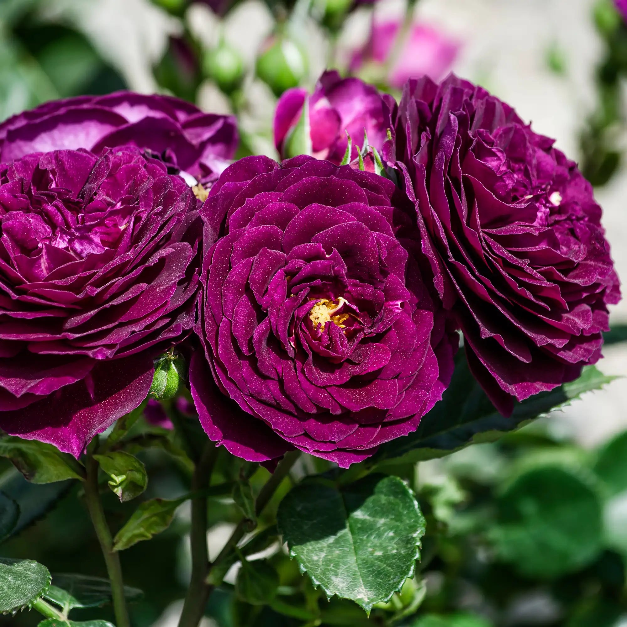 'Ebb Tide' Floribunda Rose
