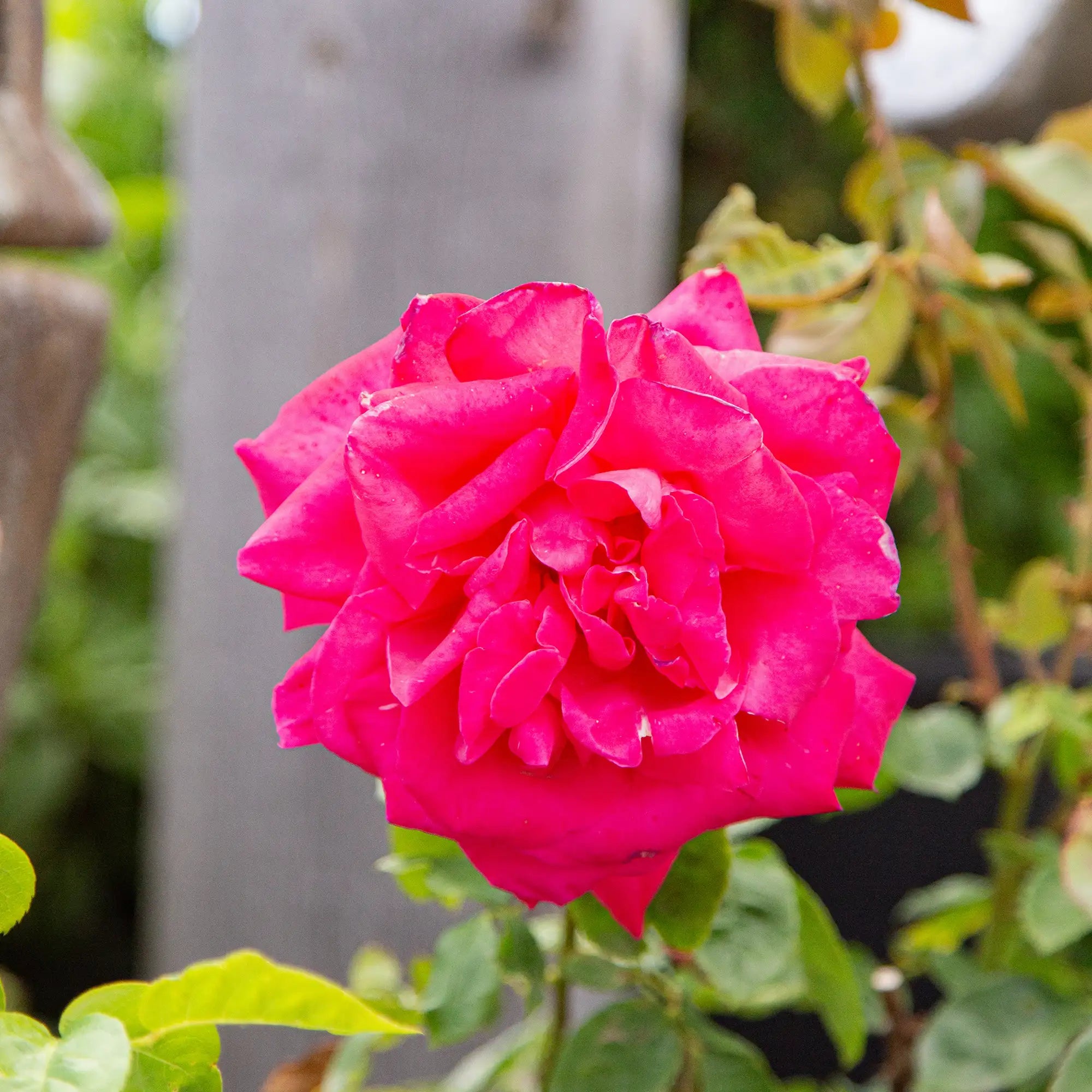 'Electron' Hybrid Tea Rose