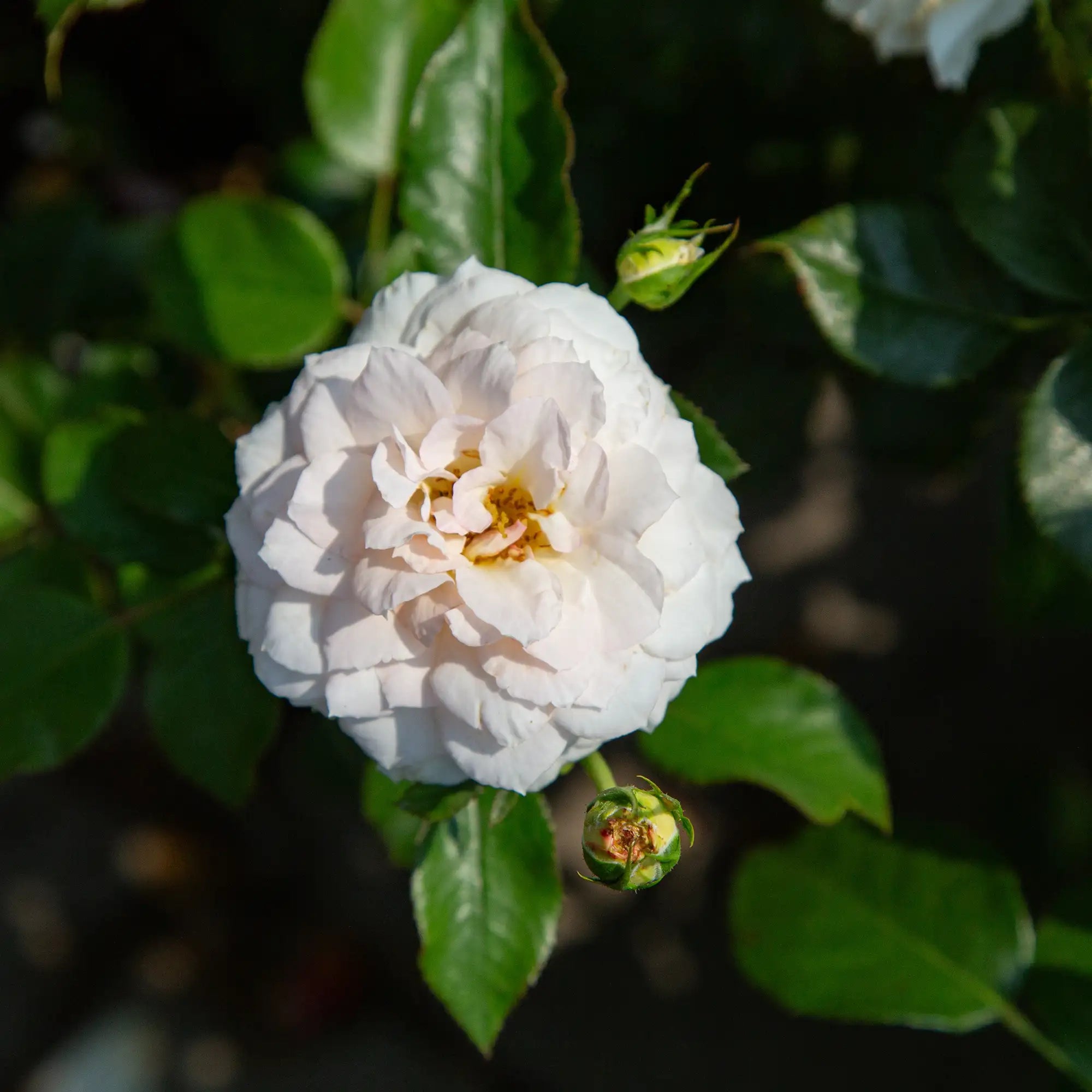 'Elegant Fairytale' Landscape Shrub Rose