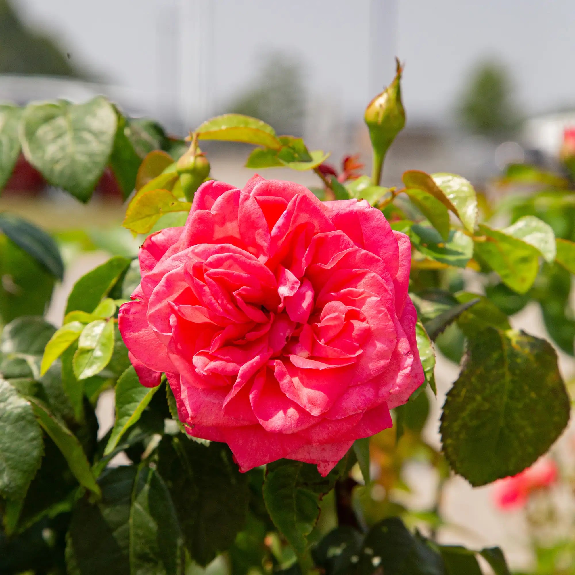 'Fiji Eleganza' Hybrid Tea Rose