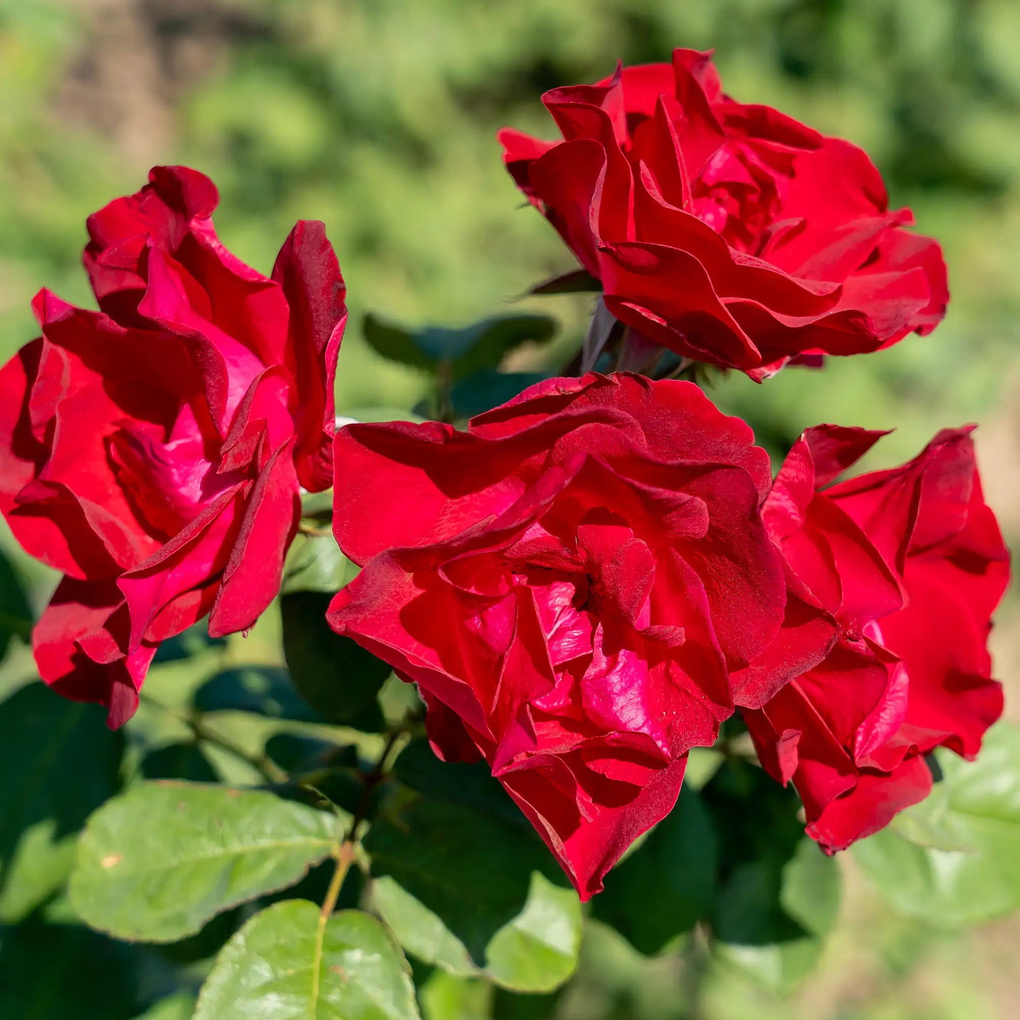 'Emily Carr' Landscape Shrub Rose