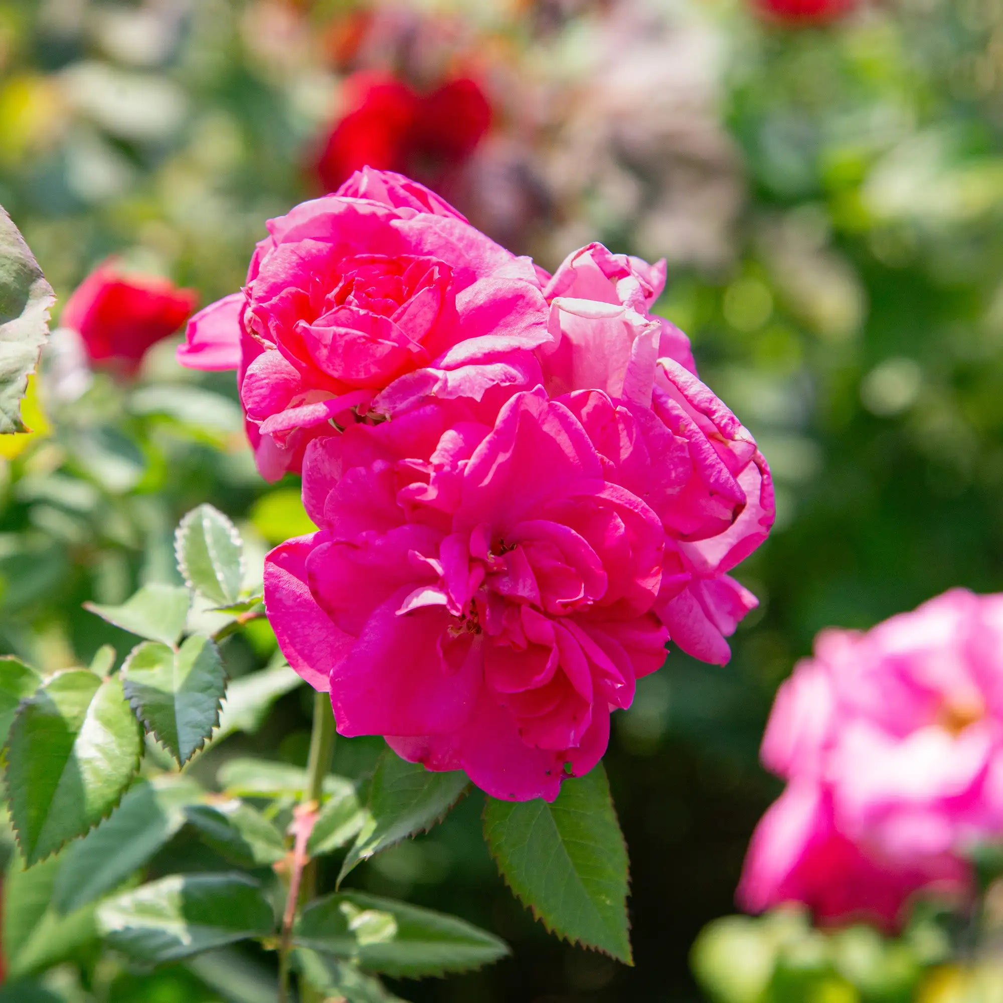'Felix Leclerc Agcan' Landscape Shrub Rose