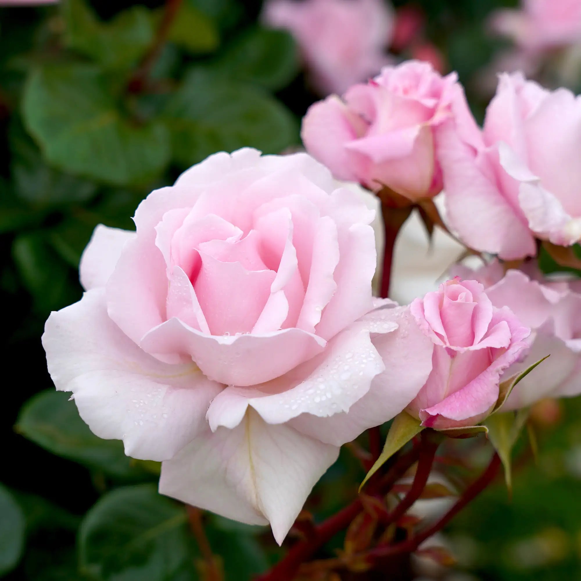 'First Crush' Floribunda Rose