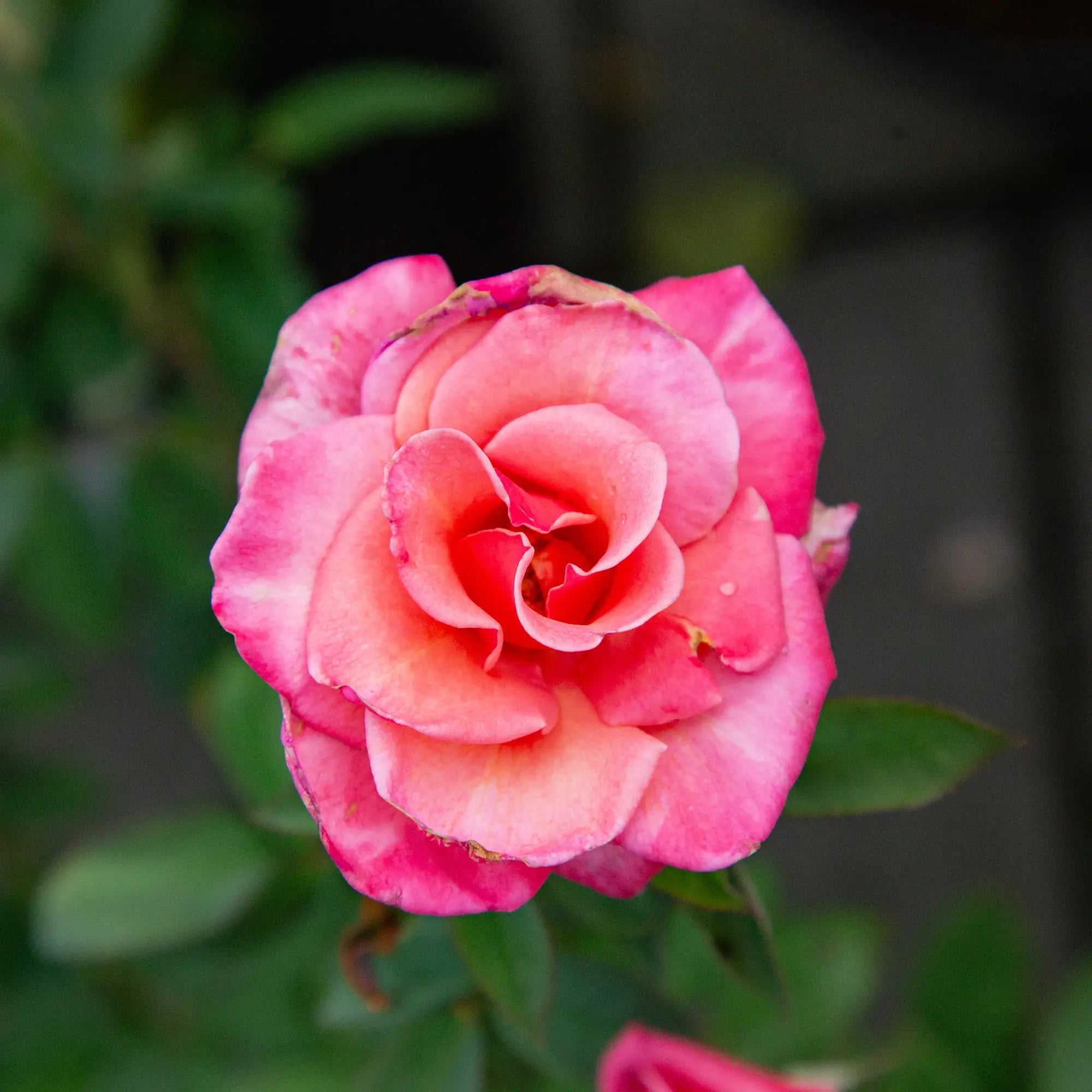 'First Prize' Hybrid Tea Rose