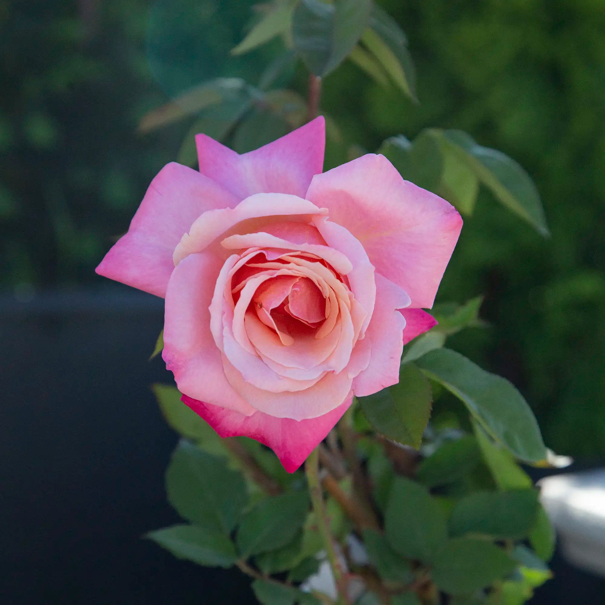 'Folklore' Hybrid Tea Rose
