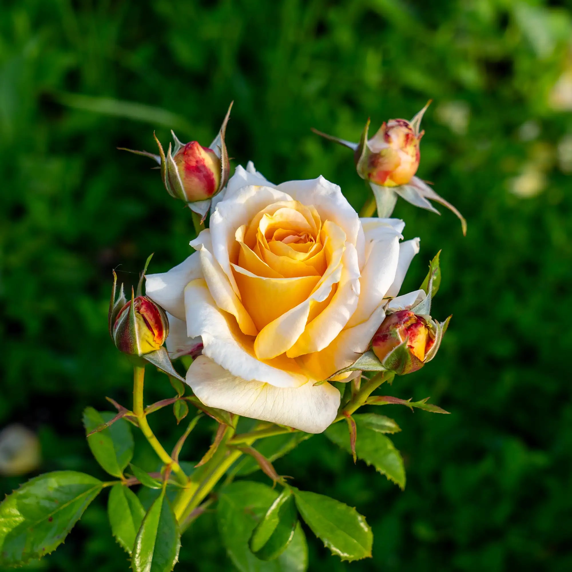 'Forever Amber' Floribunda Rose
