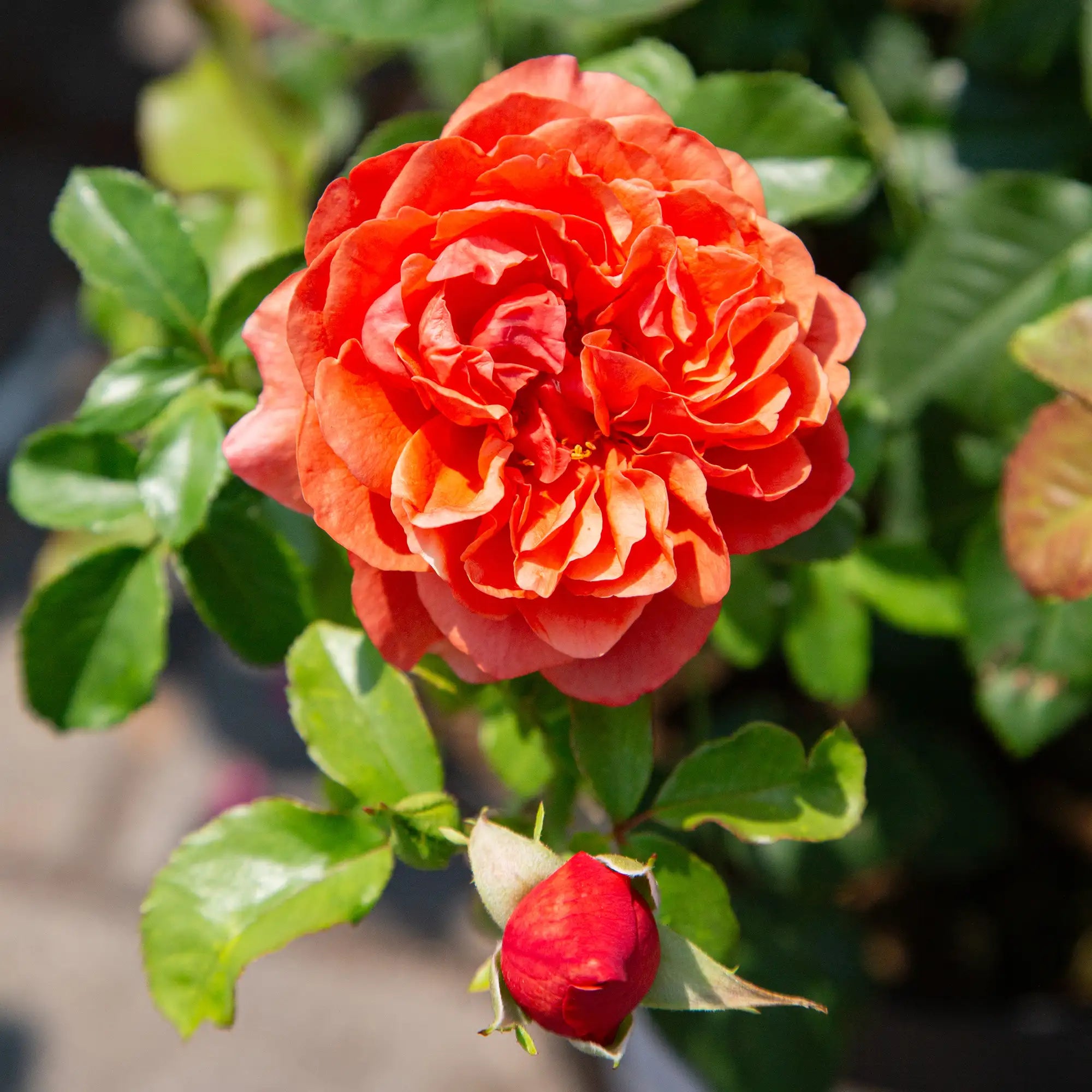 'Foxy Lady' Landscape Shrub Rose
