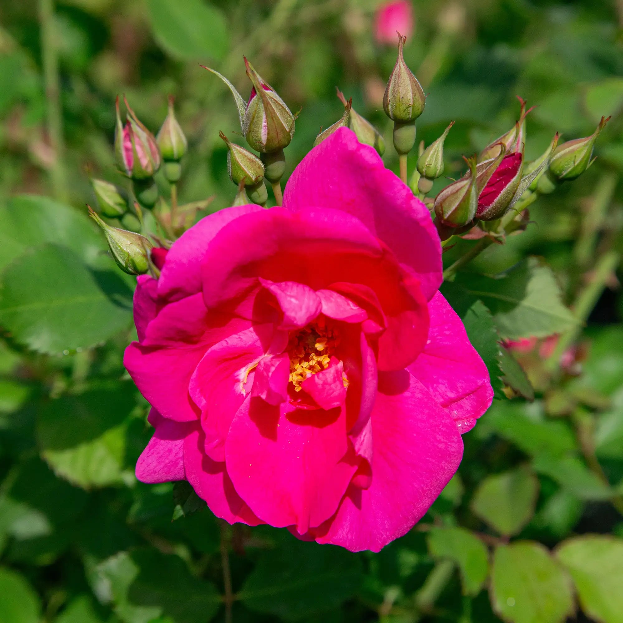'Frontenac' Explorer Shrub Rose