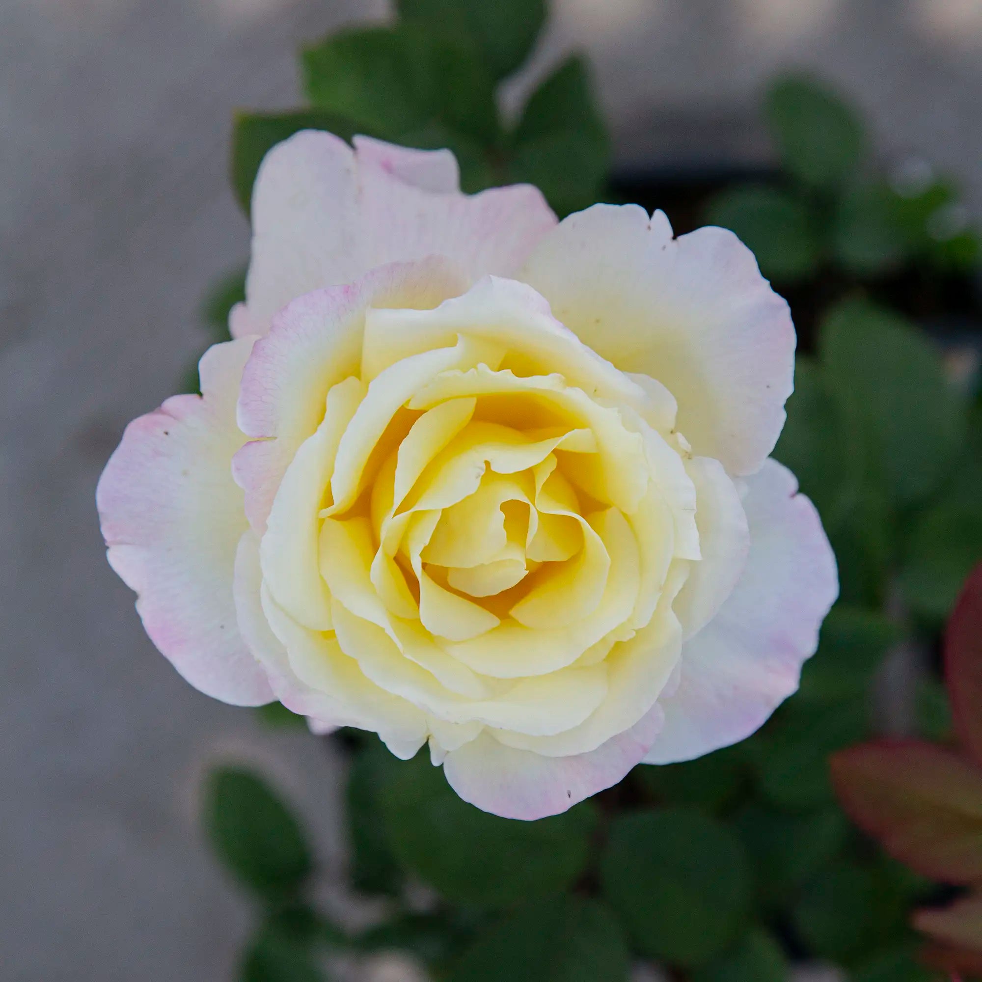'Garden Party' Hybrid Tea Rose