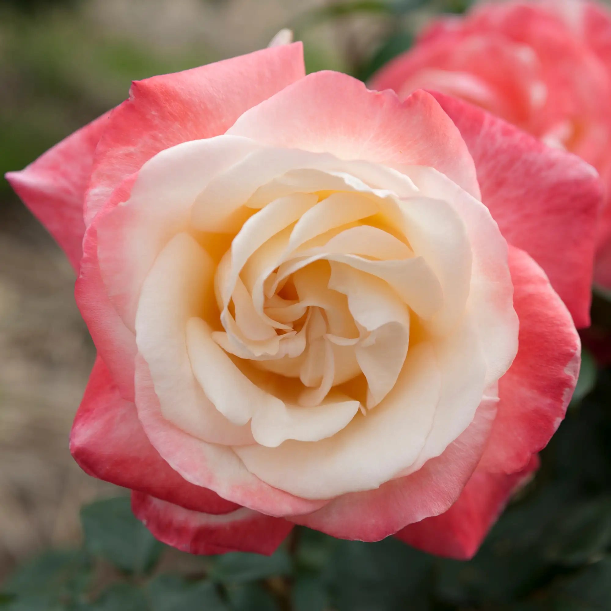 'Gemini' Hybrid Tea Rose