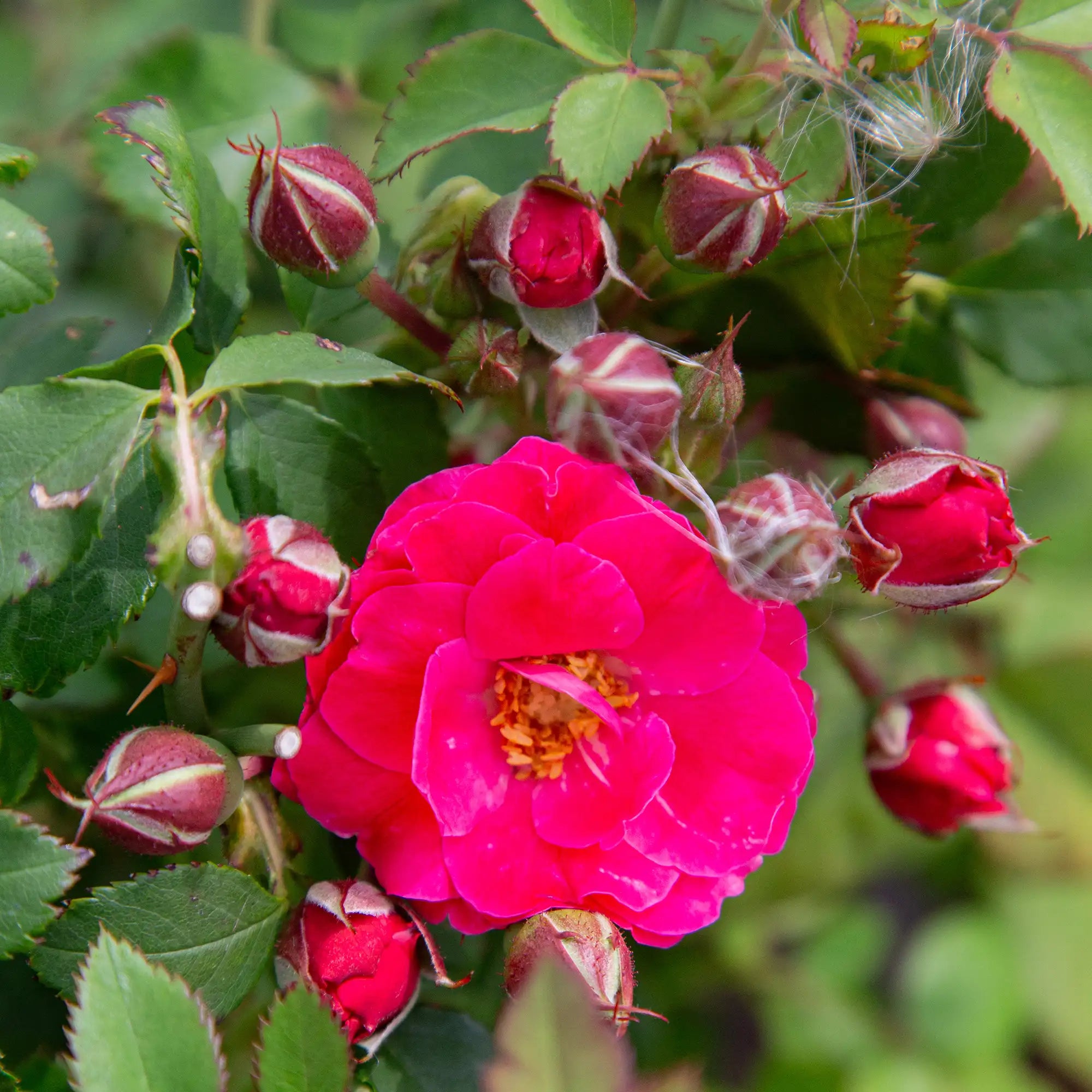 George Rainer Explorer 'George Vancouver' Explorer Shrub Rose – Vandermeer Nursery Ltd