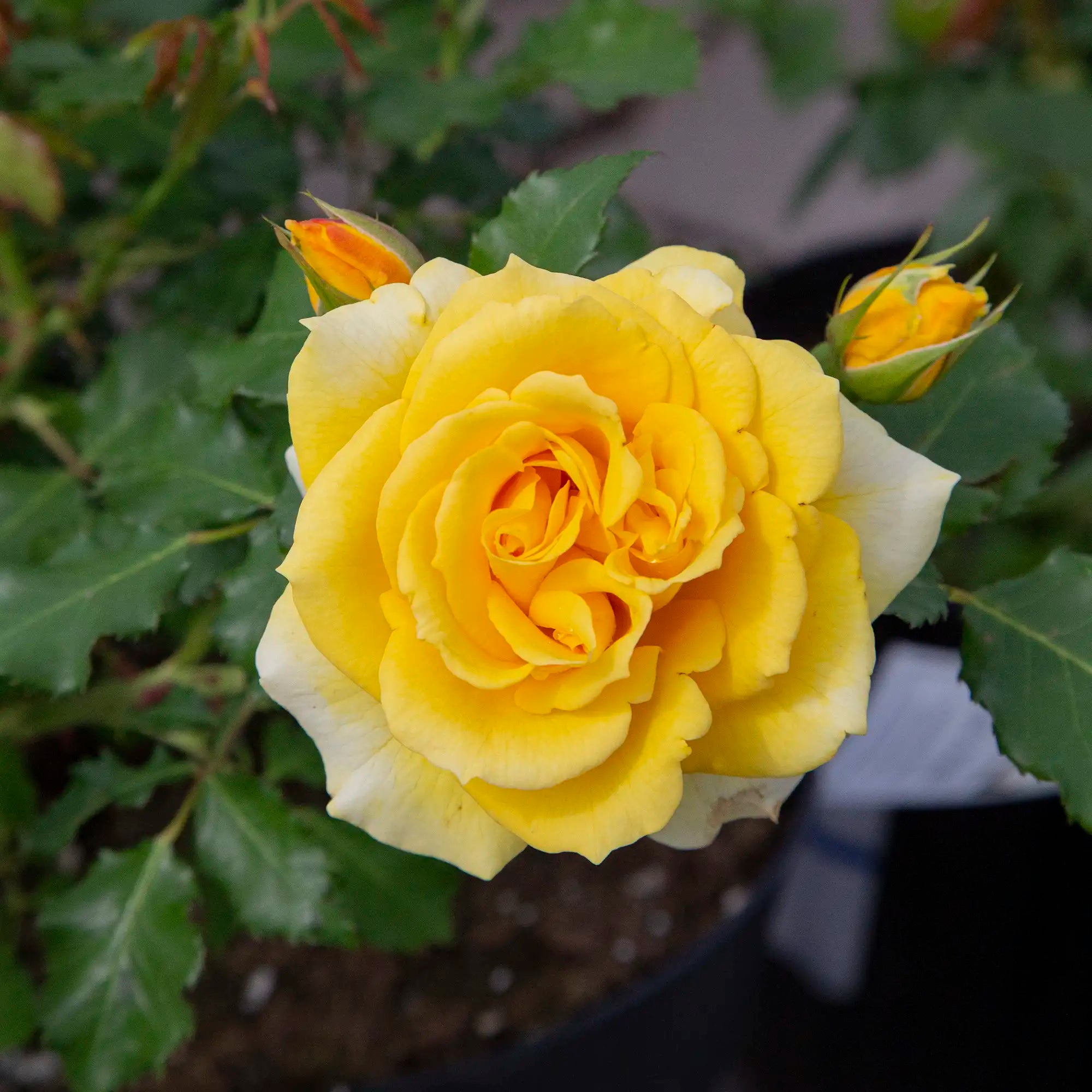 'Gold Badge' Floribunda Rose
