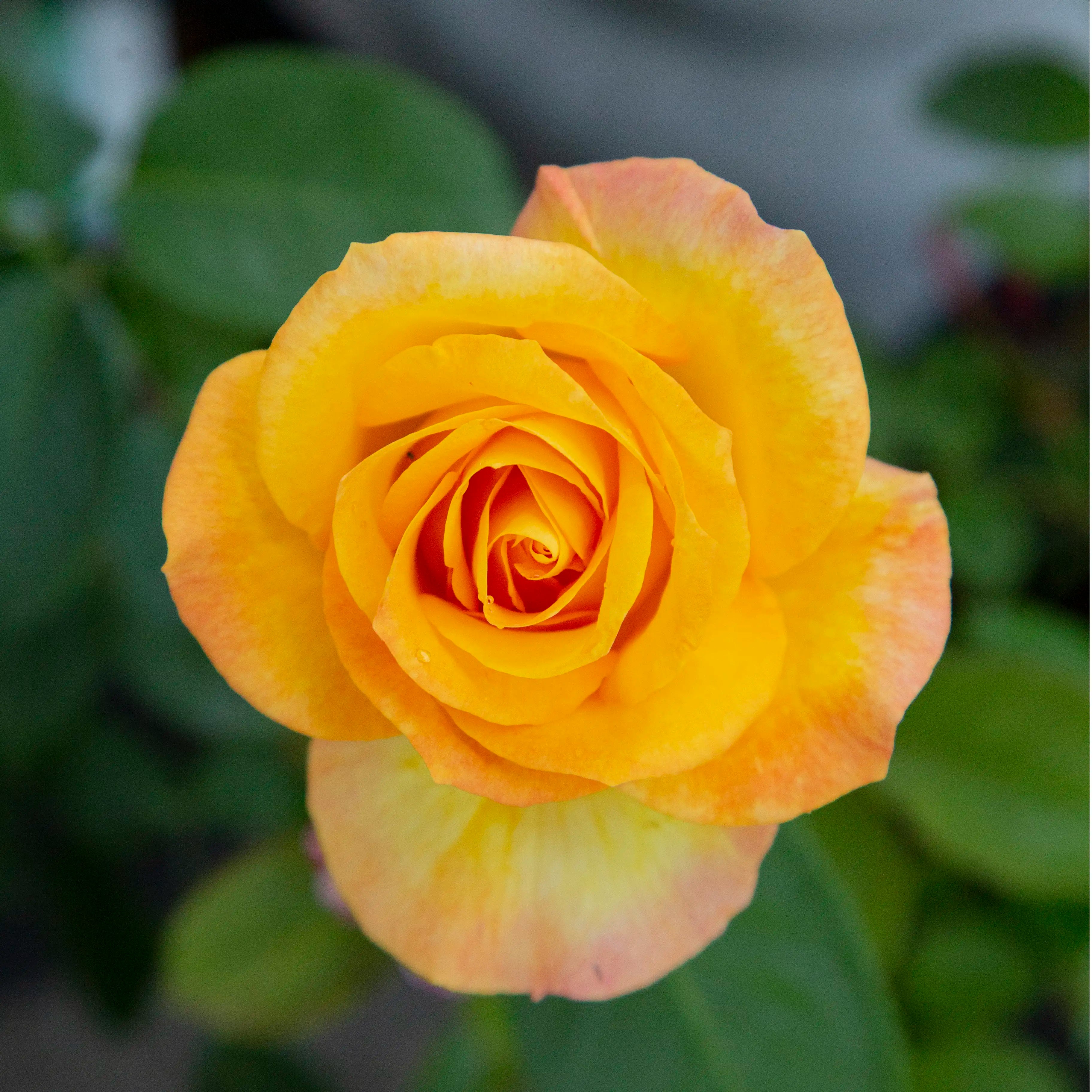 'Gold Medal' Grandiflora Rose