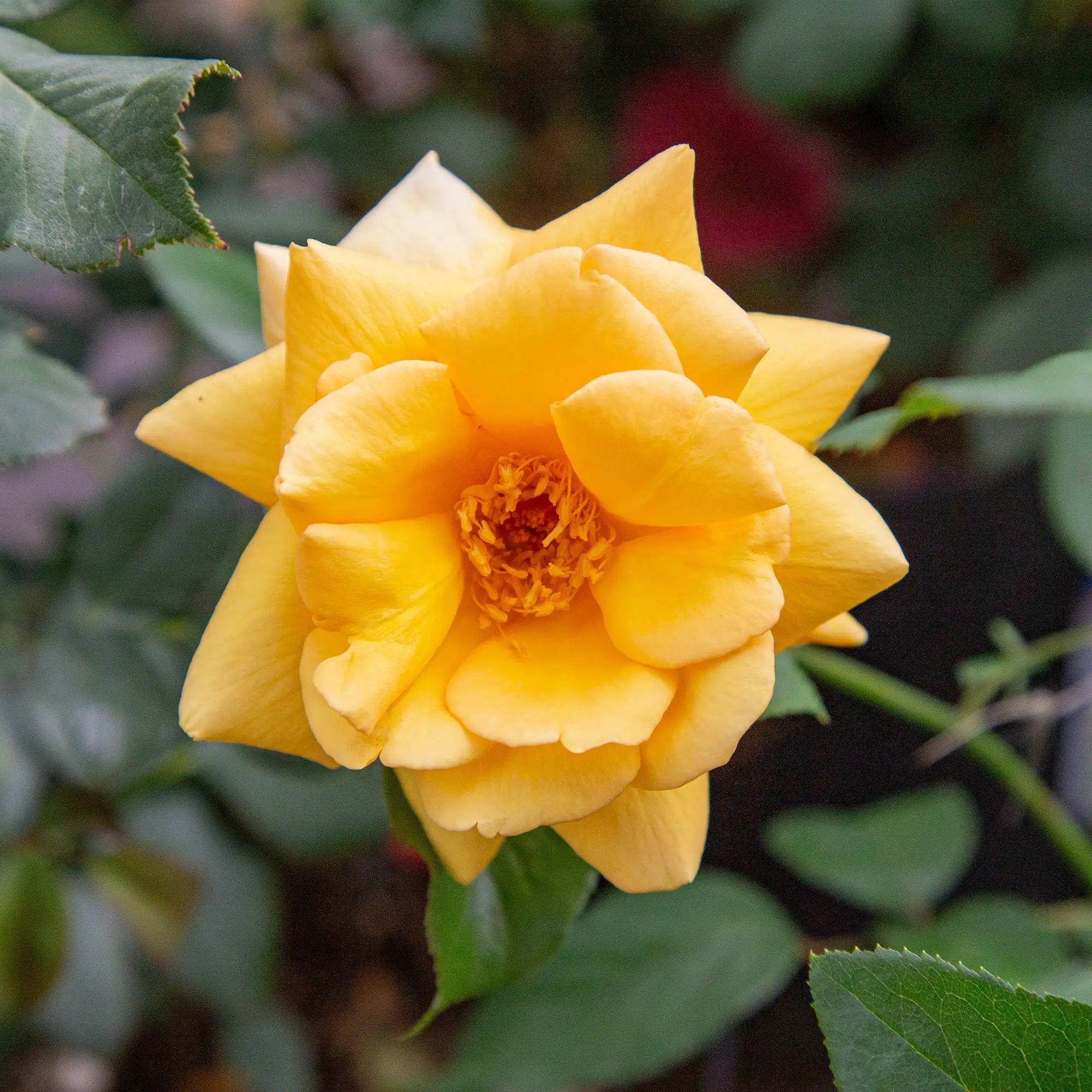 'Golden Scepter' Hybrid Tea Rose