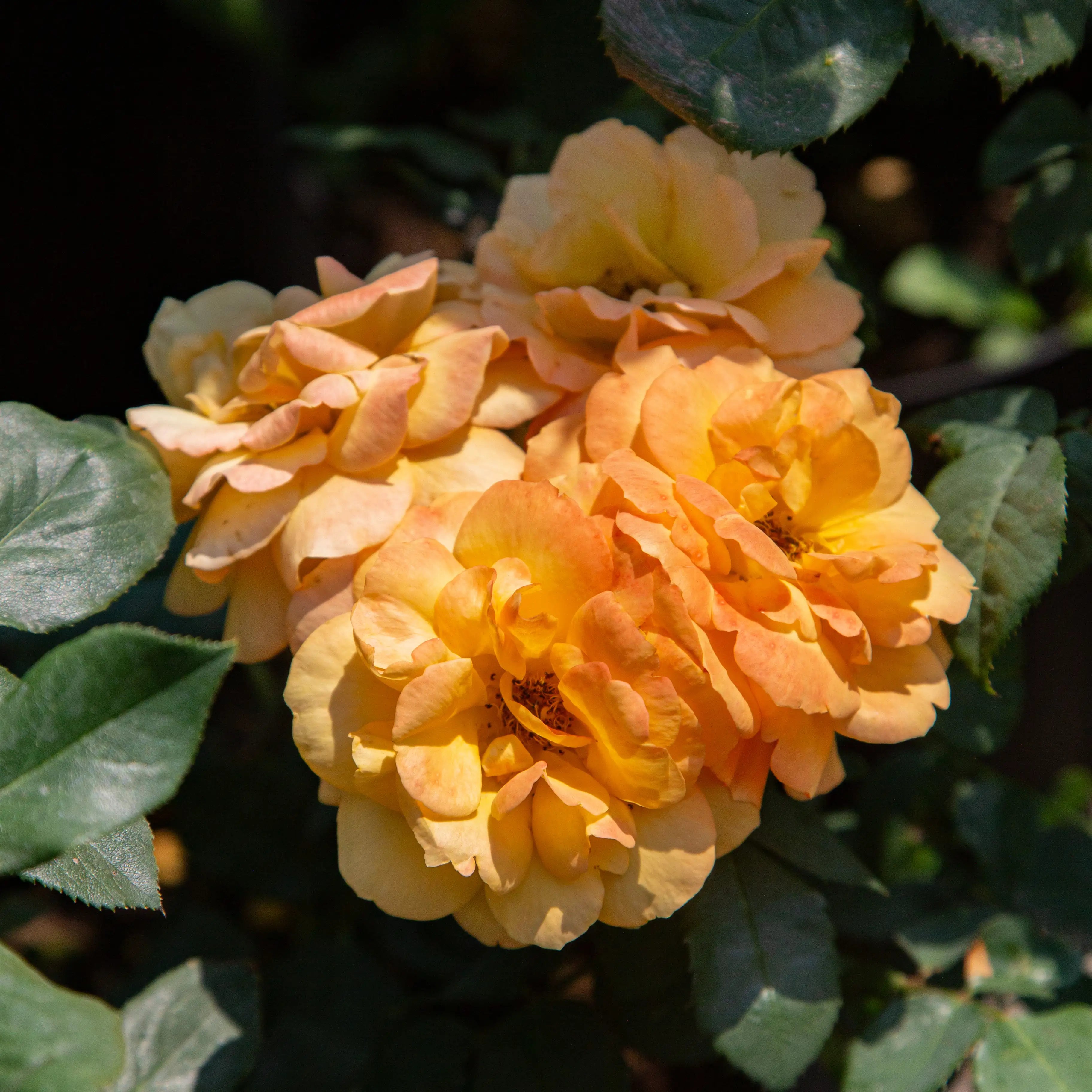 'Good as Gold' Hybrid Tea Rose