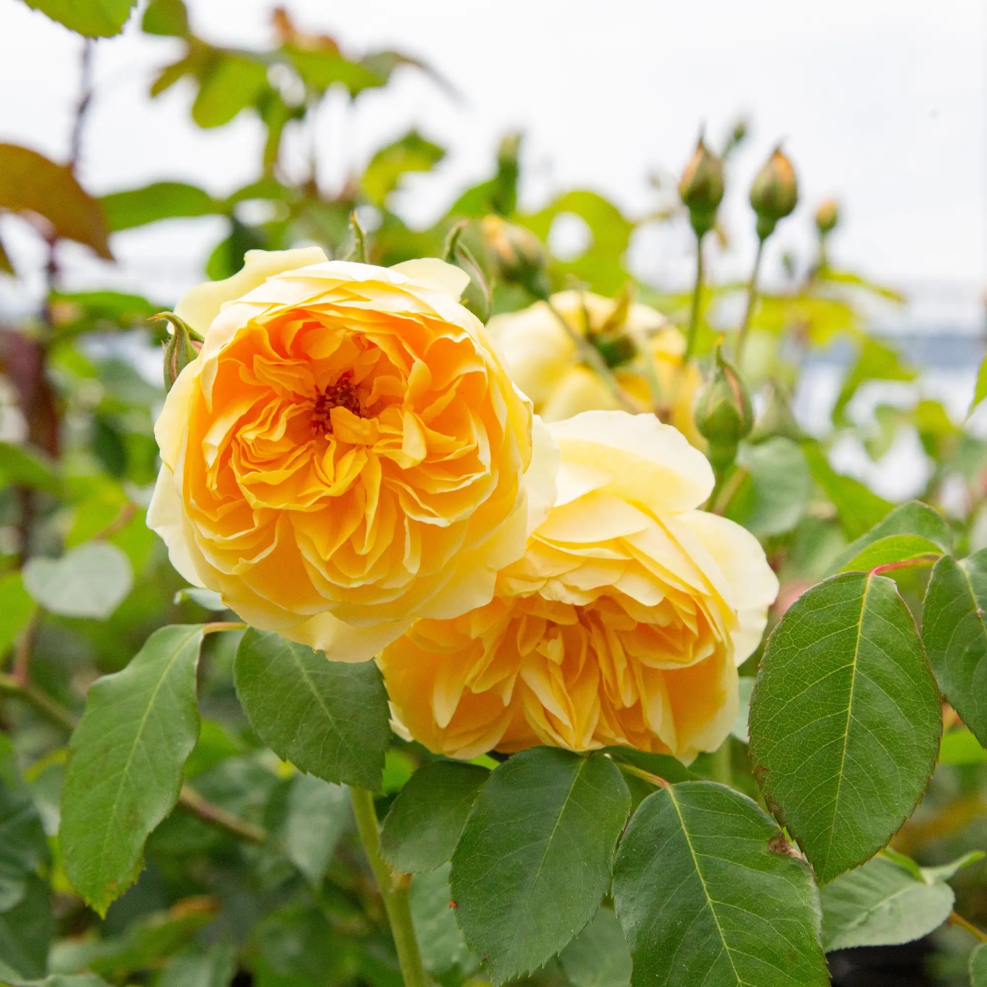 'Graham Thomas®' David Austin® English Rose