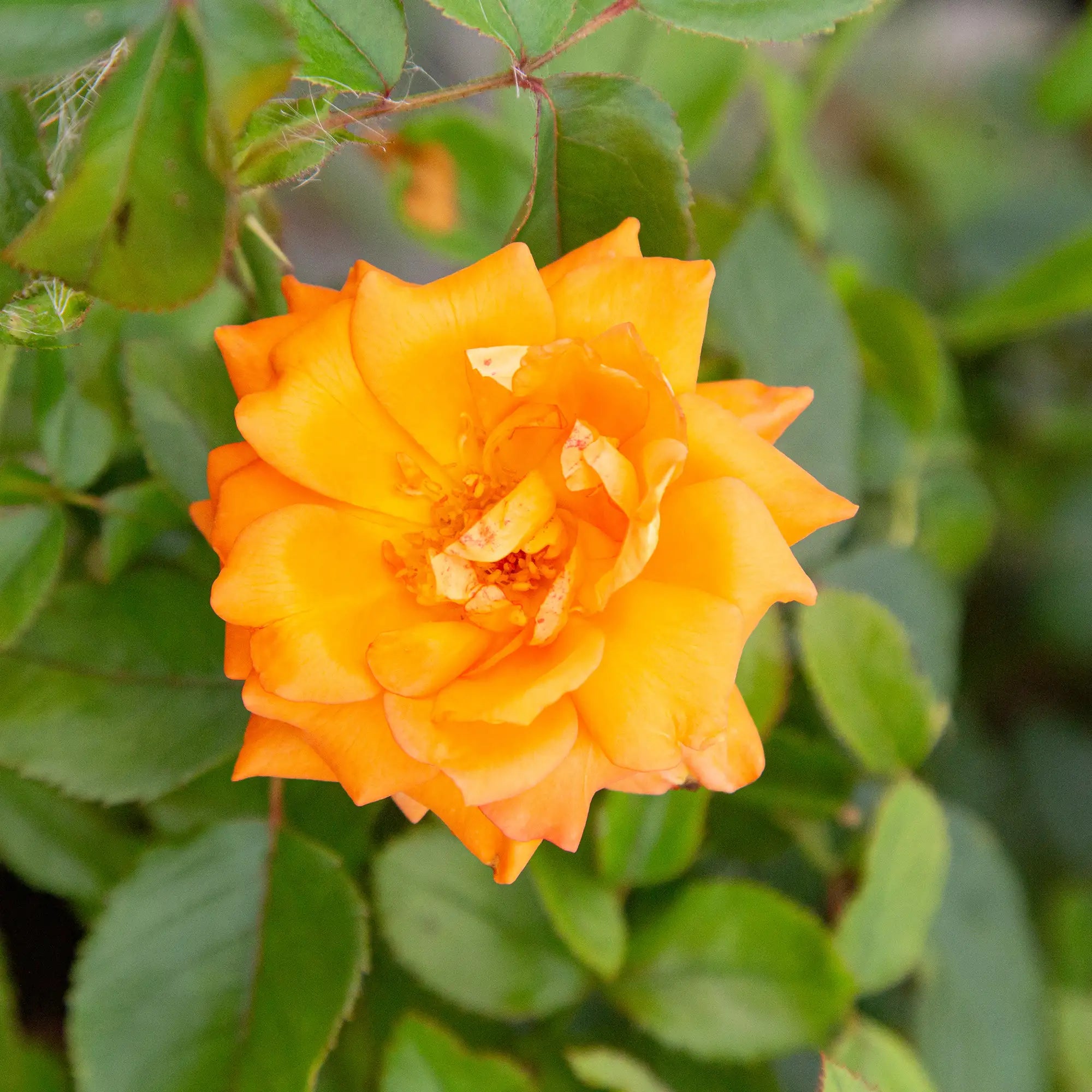 'Halle' Hybrid Tea Rose