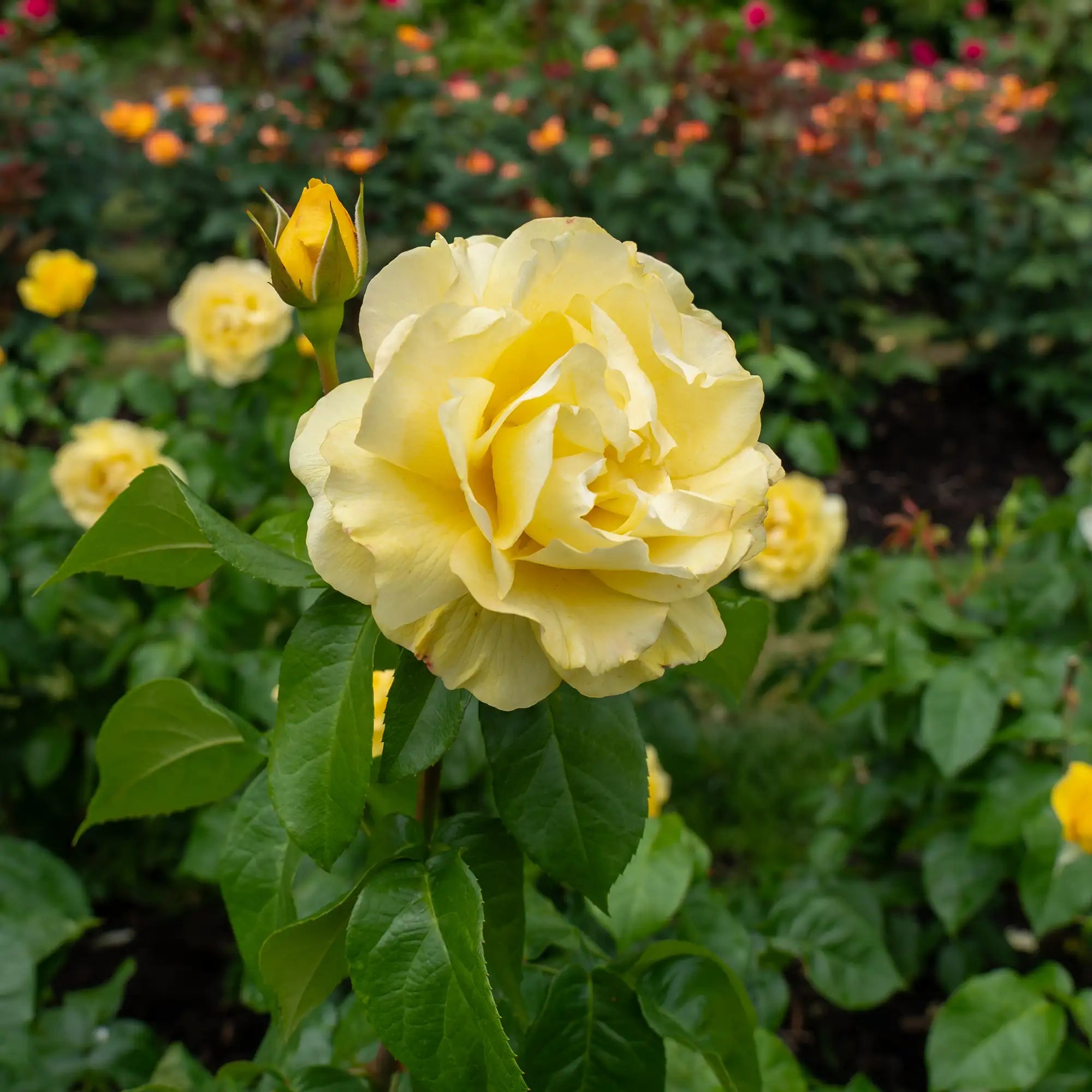 'Happy Go Lucky' Grandiflora Rose