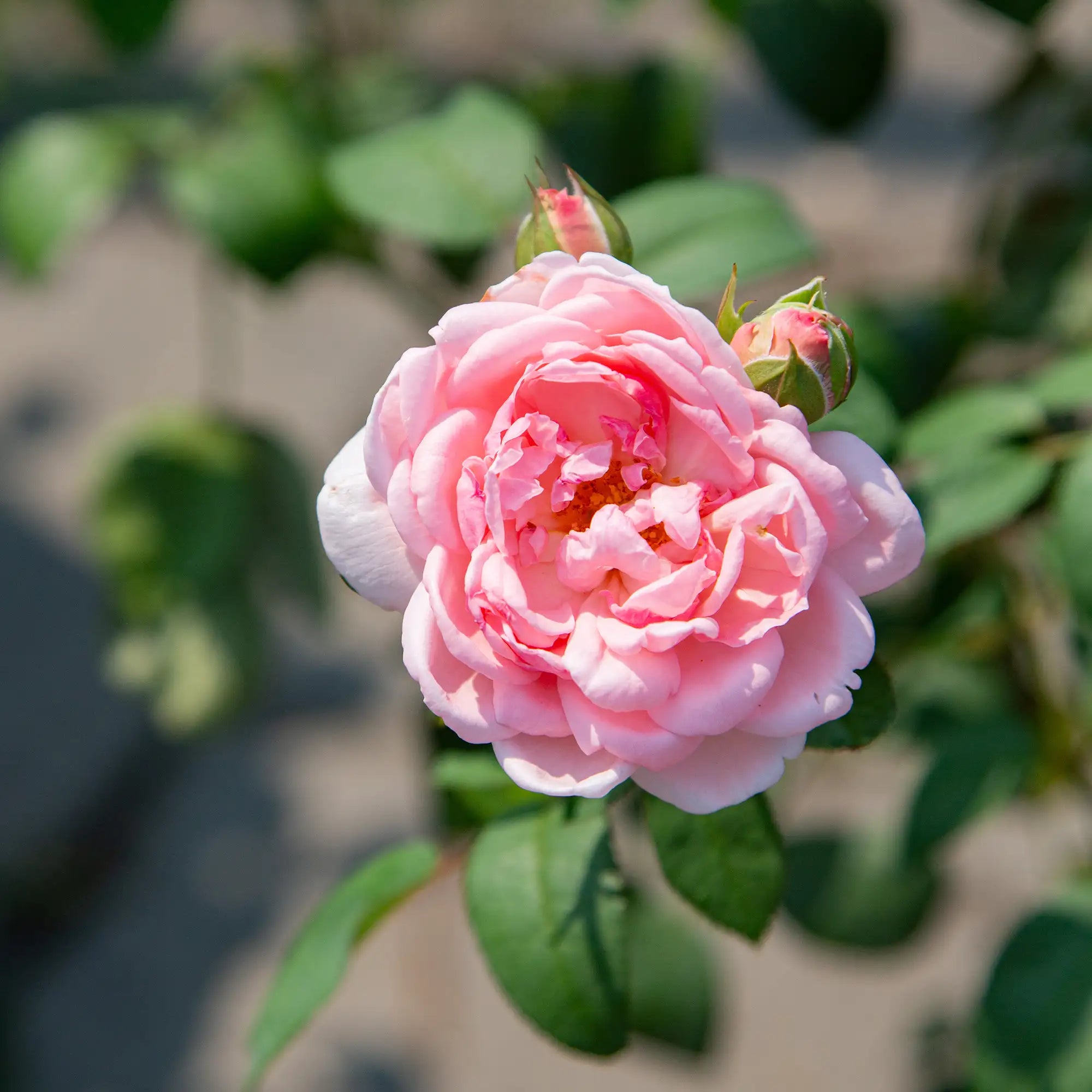 'Home & Garden' Floribunda Rose