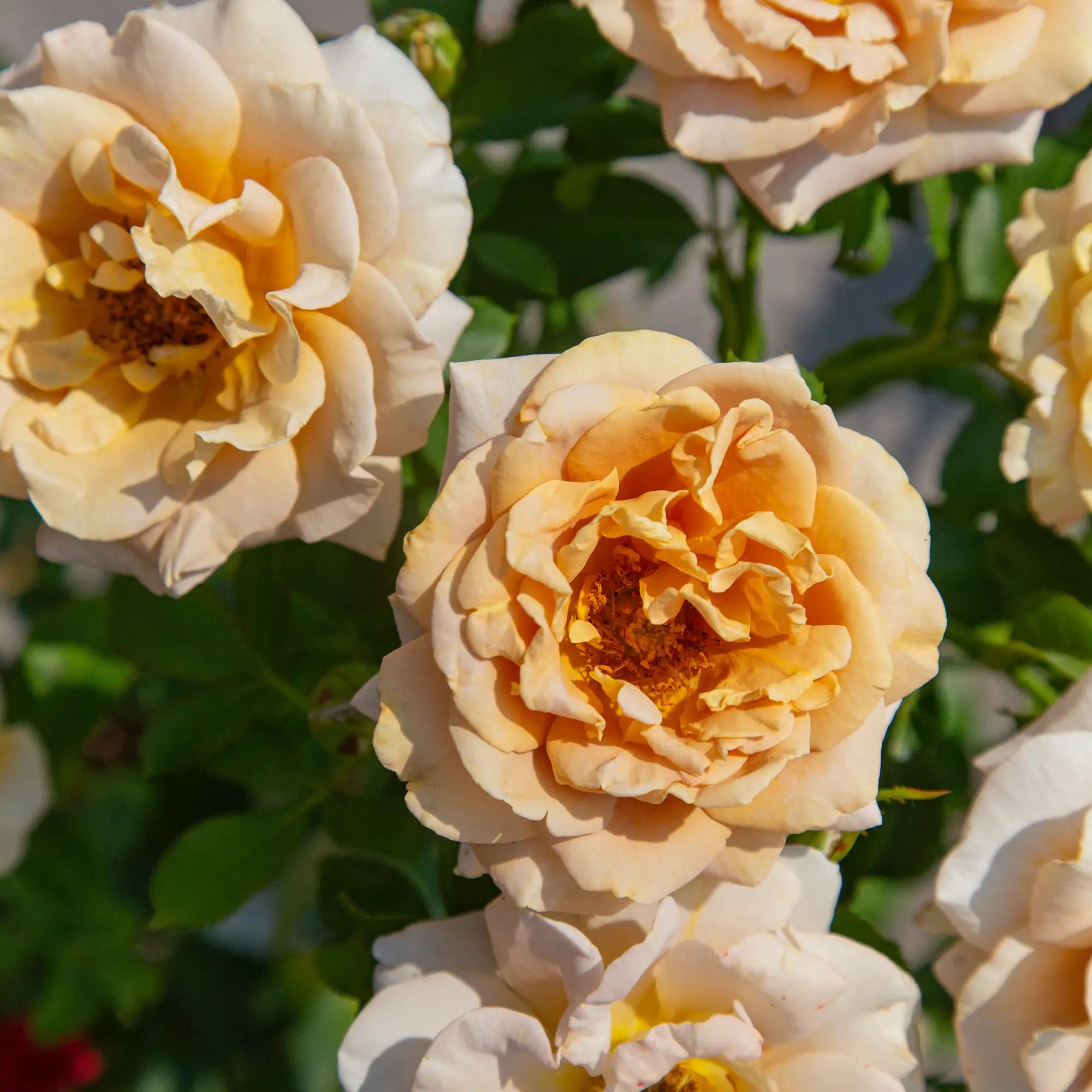 'Honey Dijon' Grandiflora Rose