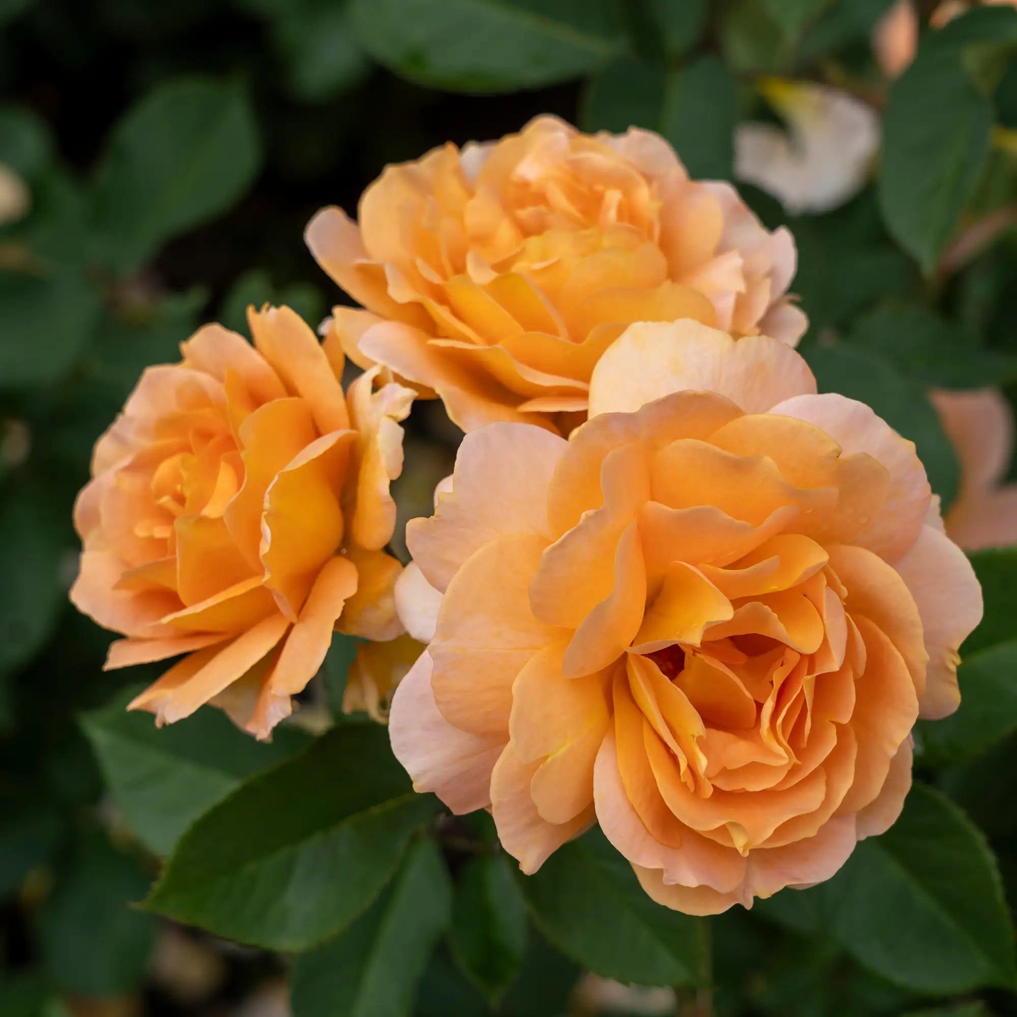 'Honey Perfume' Floribunda Rose