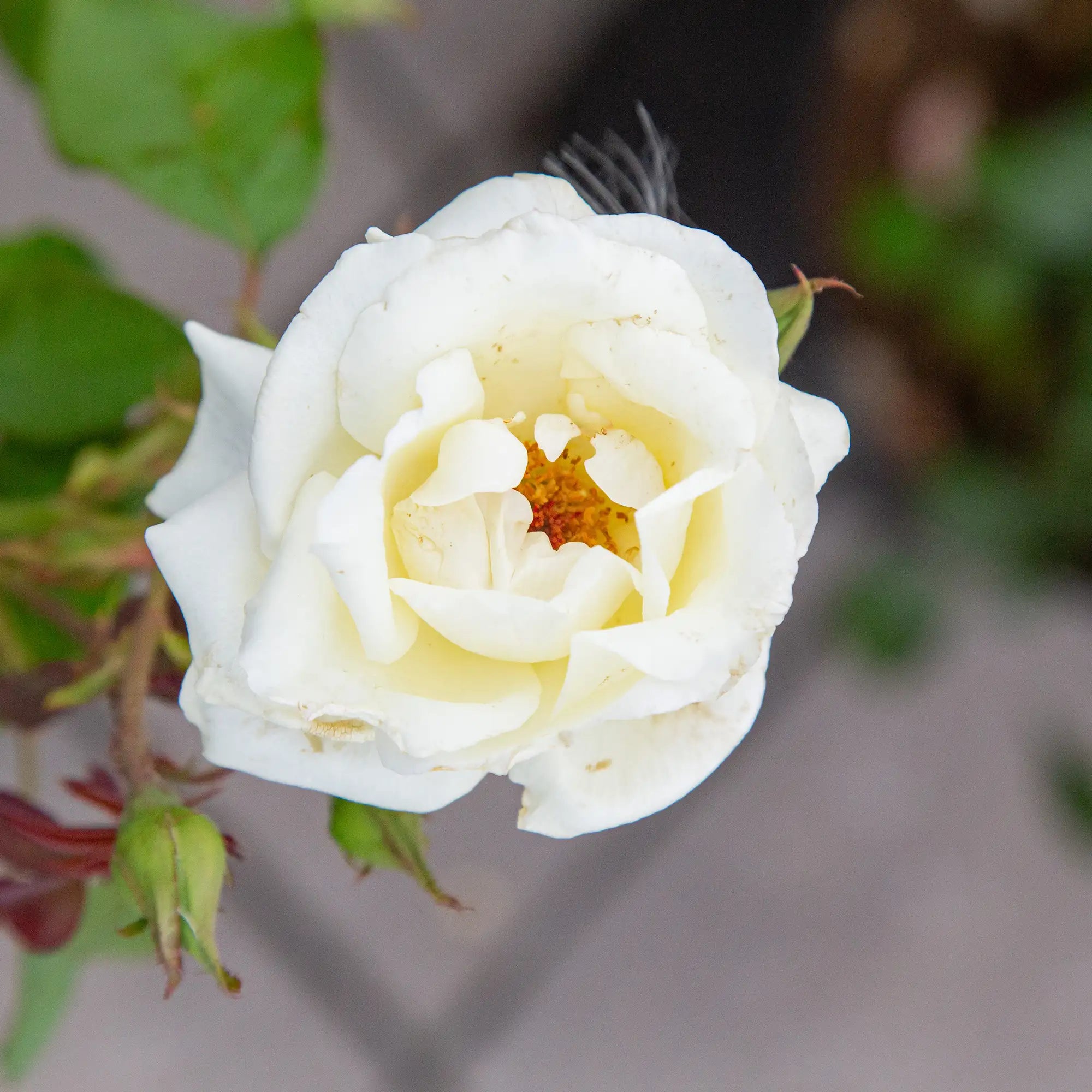 'Honor' Hybrid Tea Rose