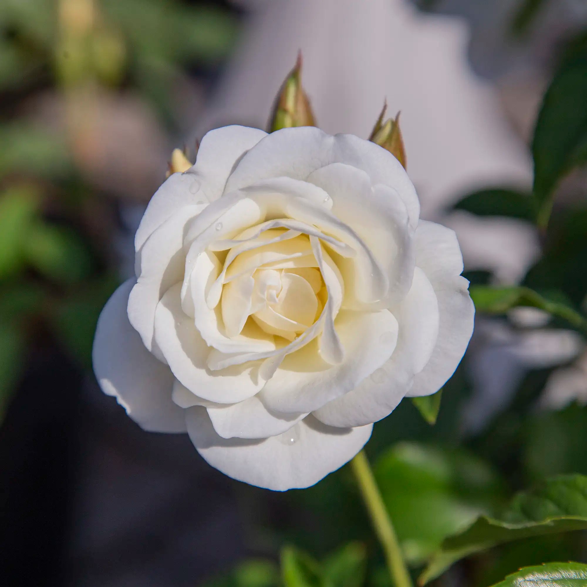'Iceberg' Floribunda Rose
