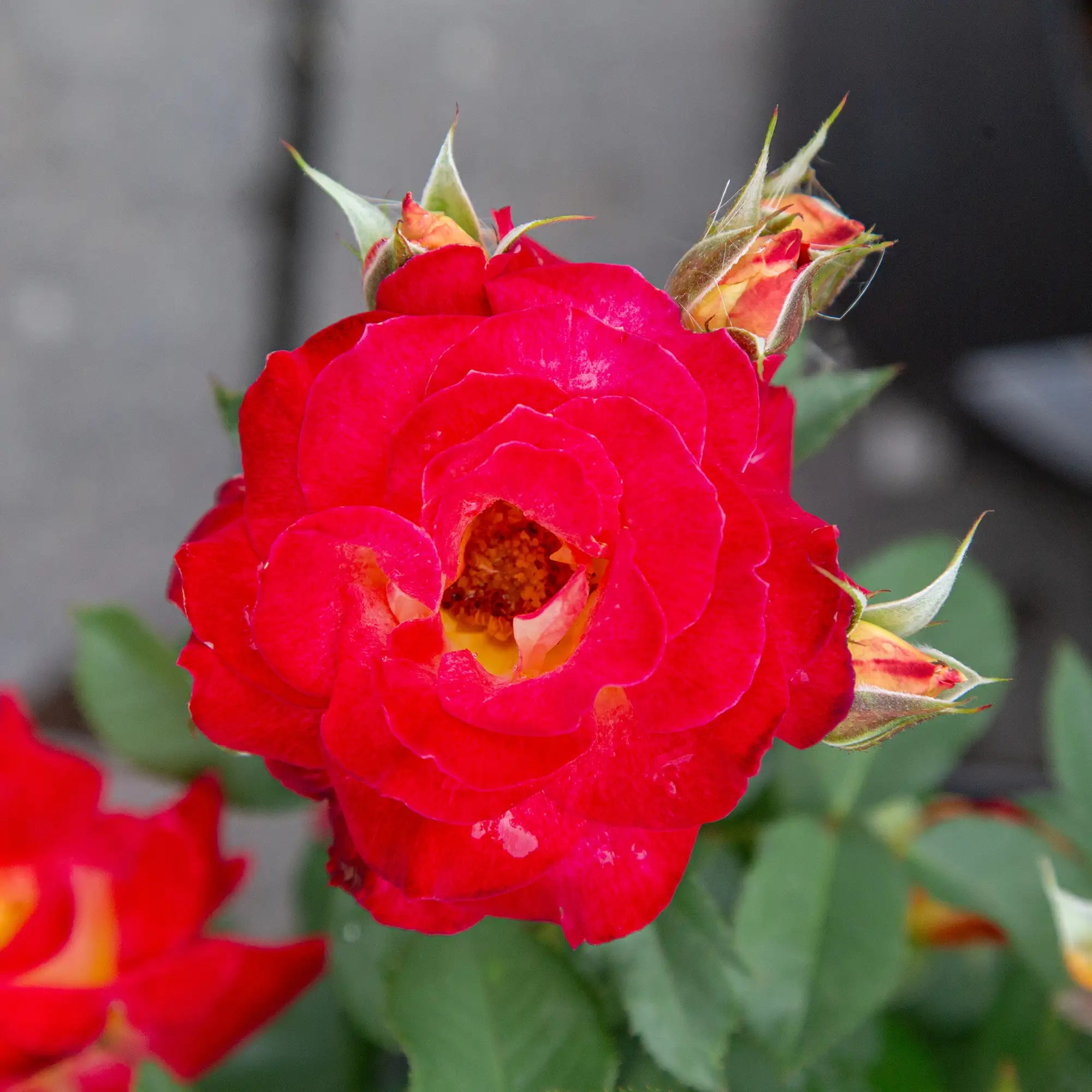 'Ingrid Bergman' Hybrid Tea Rose