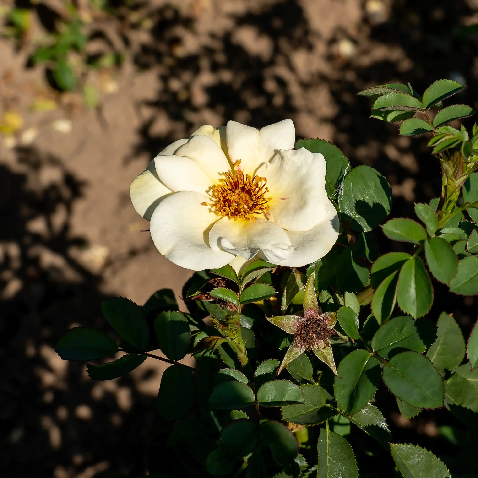 'J.P. Connell' Explorer Shrub Rose