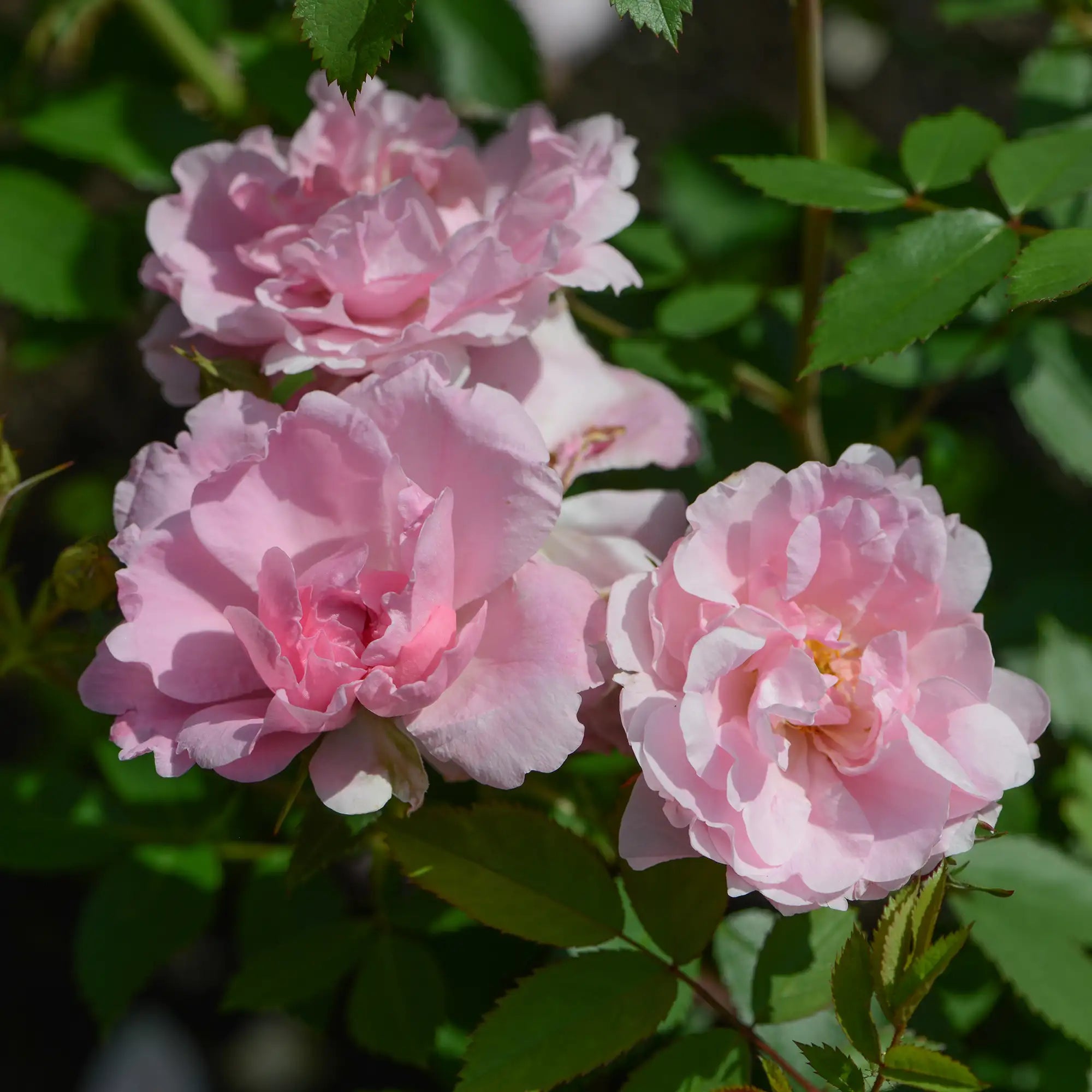 'John Davis' Landscape Shrub Rose