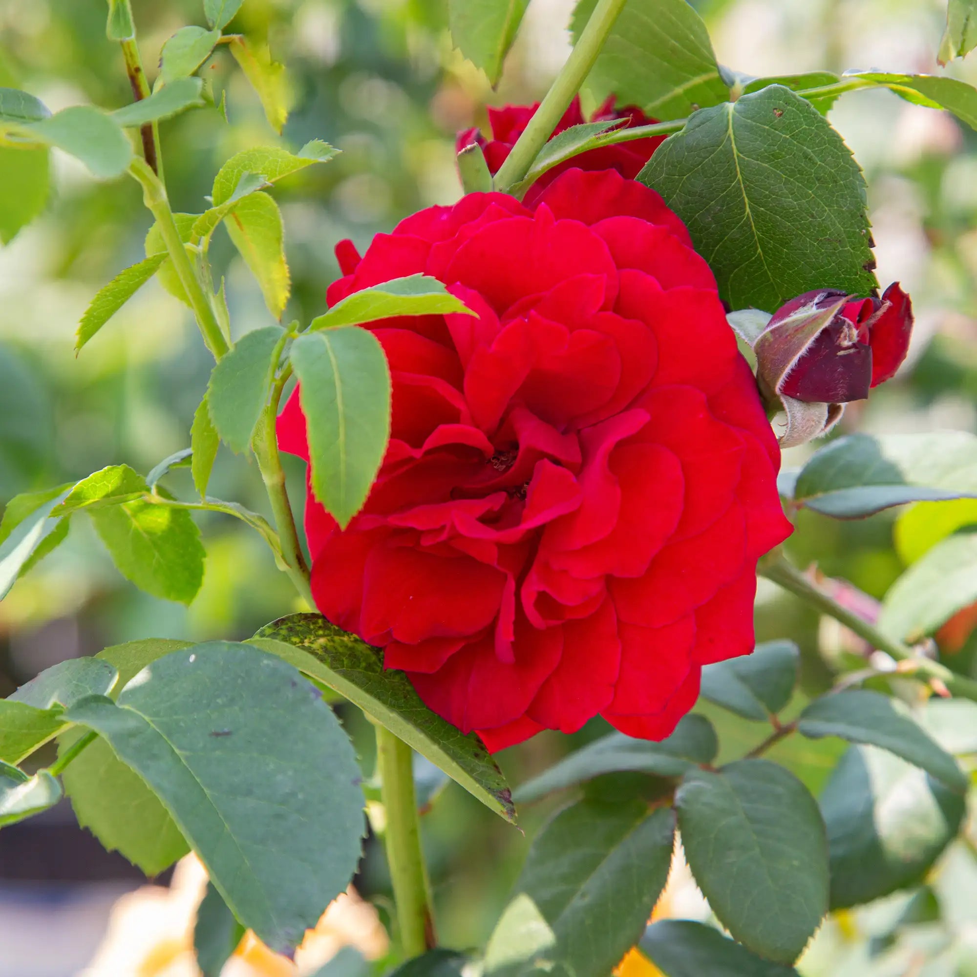'John S. Armstrong' Grandiflora Rose
