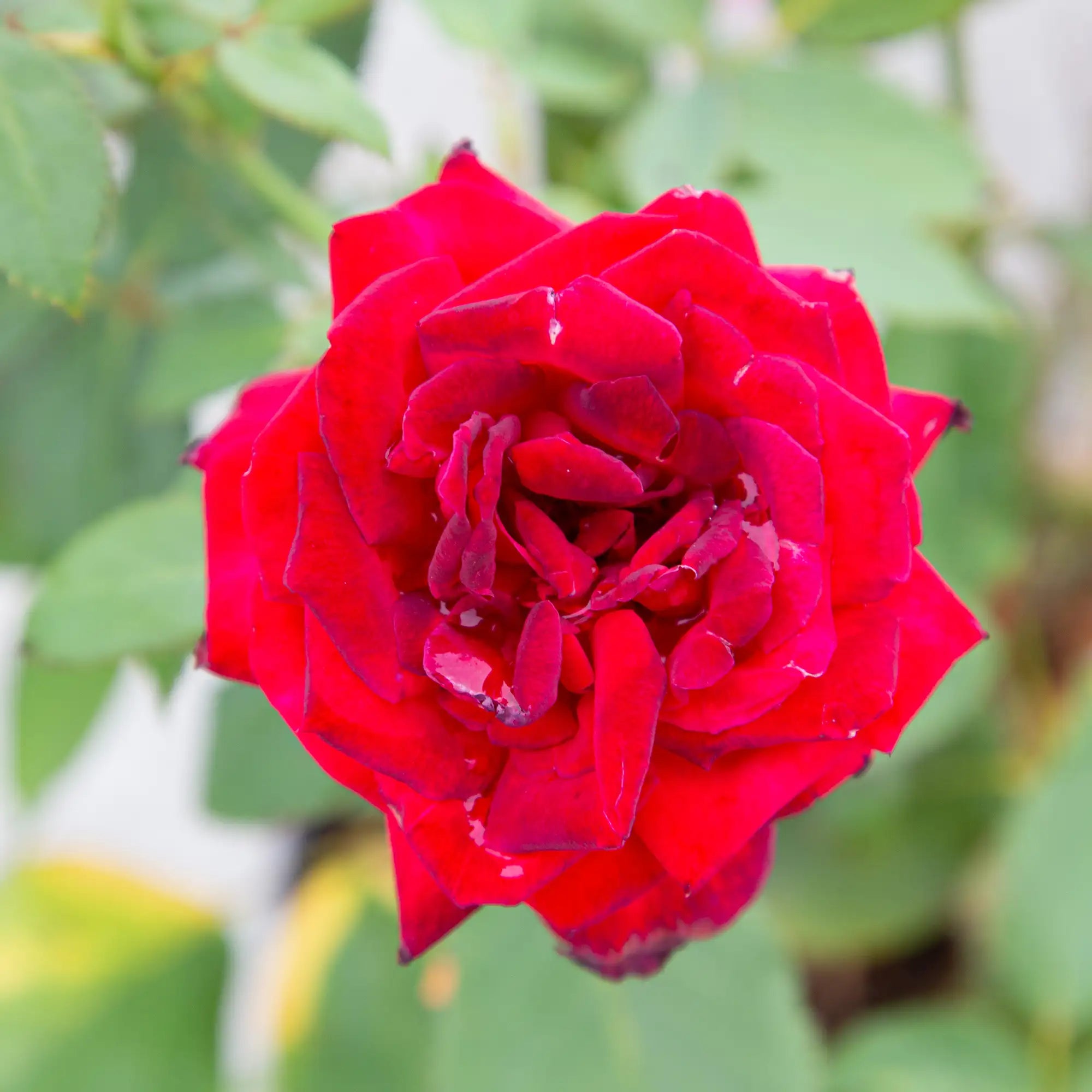 'John Waterer' Hybrid Tea Rose