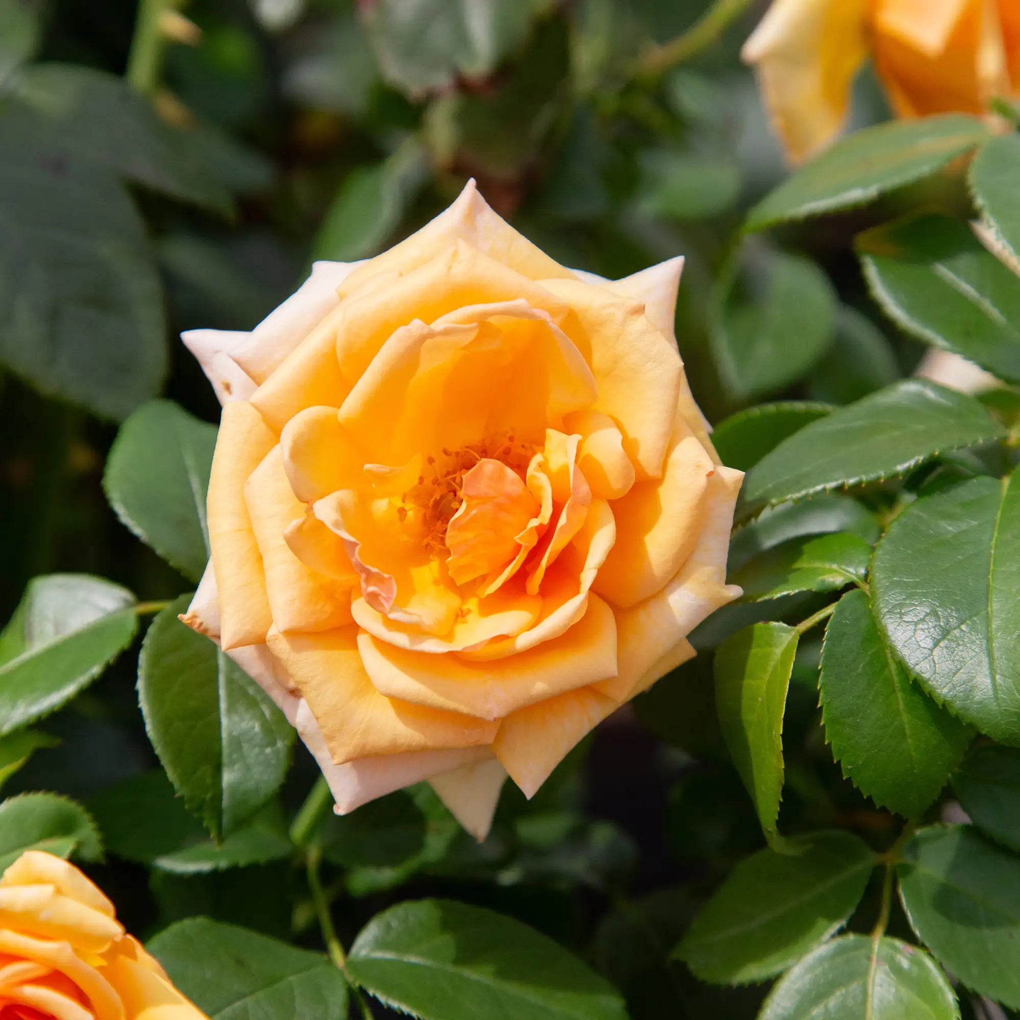'Kencara Sunrise' Grandiflora Rose
