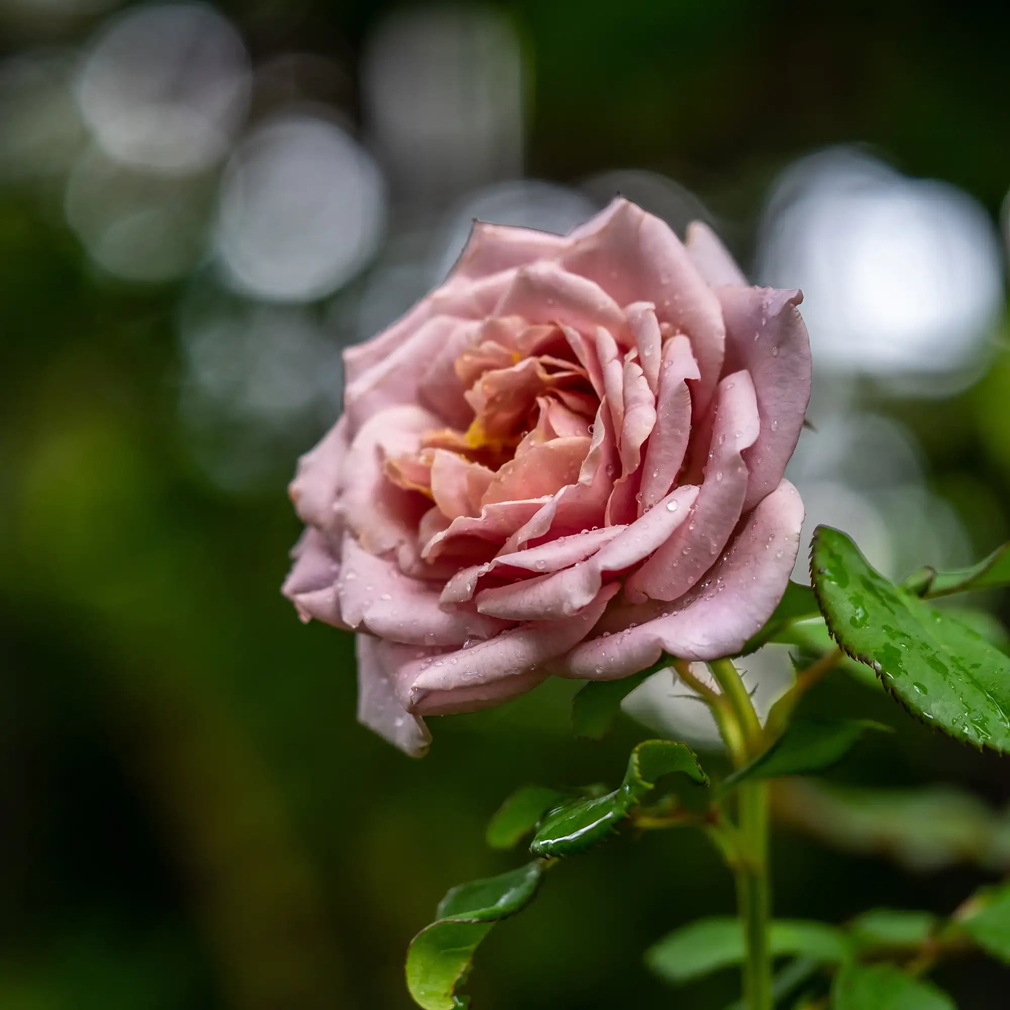 'Koko Loco' Floribunda Rose